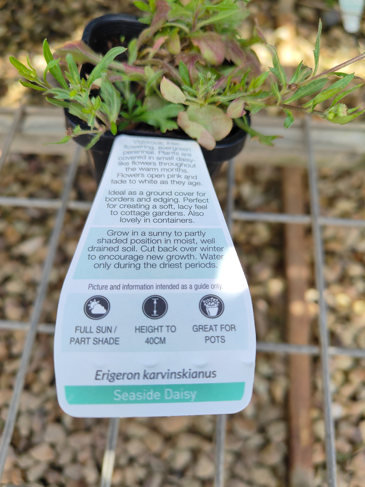 PL0051 Seaside Daisy, Erigeron karvinskianus 海滨小雏菊 加勒比飞蓬, 7-14cm pot