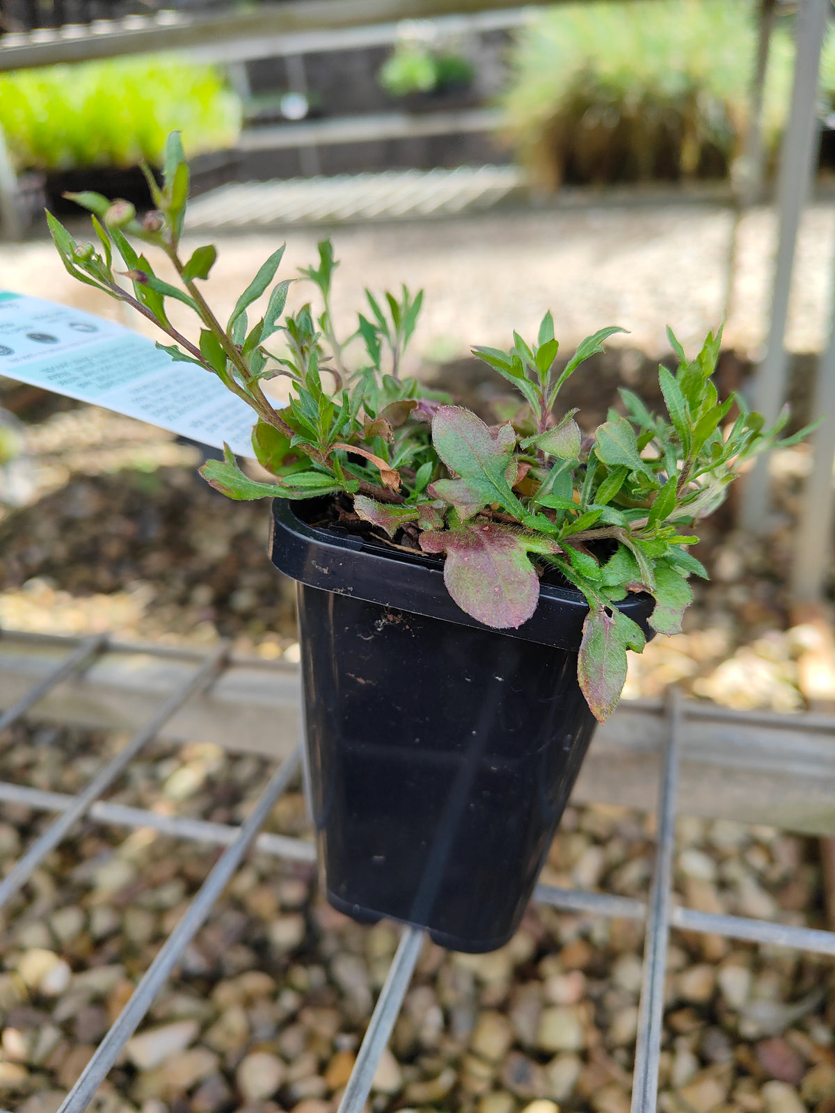 PL0051 Seaside Daisy, Erigeron karvinskianus 海滨小雏菊 加勒比飞蓬, 7-14cm pot