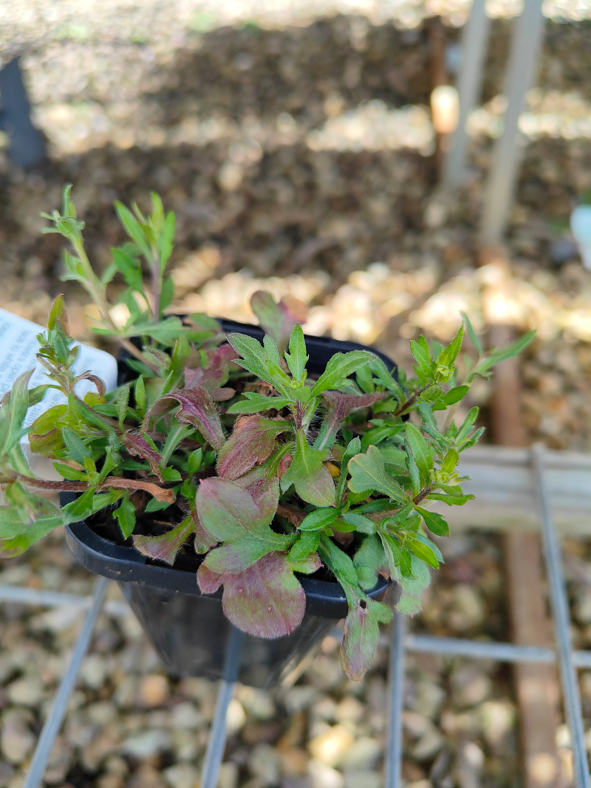 PL0051 Seaside Daisy, Erigeron karvinskianus 海滨小雏菊 加勒比飞蓬, 7-14cm pot