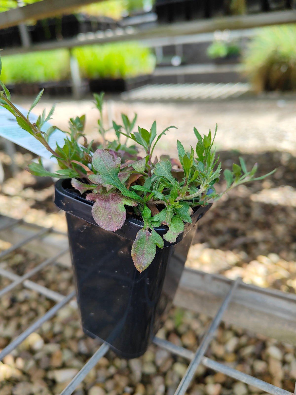 PL0051 Seaside Daisy, Erigeron karvinskianus 海滨小雏菊 加勒比飞蓬, 7-14cm pot