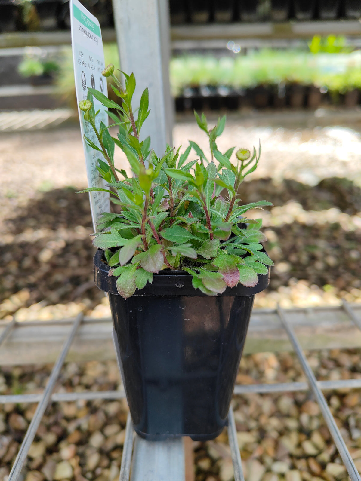 PL0051 Seaside Daisy, Erigeron karvinskianus 海滨小雏菊 加勒比飞蓬, 7-14cm pot