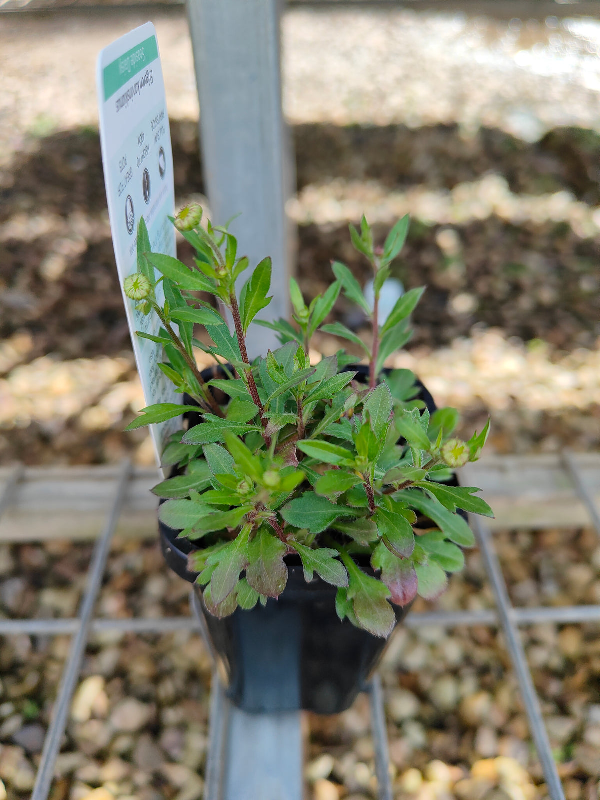 PL0051 Seaside Daisy, Erigeron karvinskianus 海滨小雏菊 加勒比飞蓬, 7-14cm pot