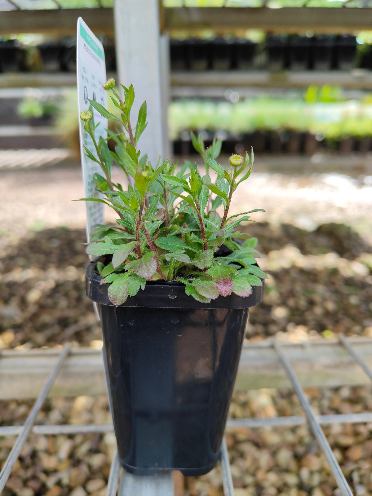 PL0051 Seaside Daisy, Erigeron karvinskianus 海滨小雏菊 加勒比飞蓬, 7-14cm pot
