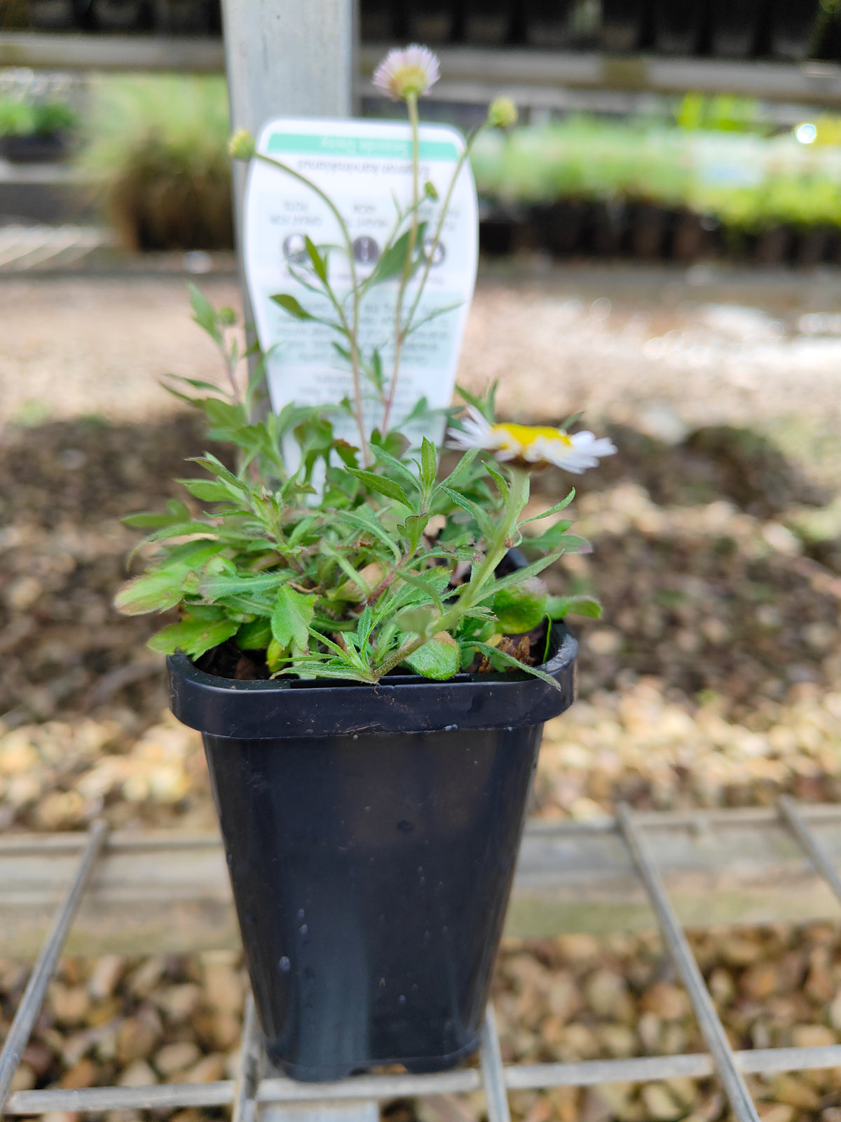 PL0051 Seaside Daisy, Erigeron karvinskianus 海滨小雏菊 加勒比飞蓬, 7-14cm pot