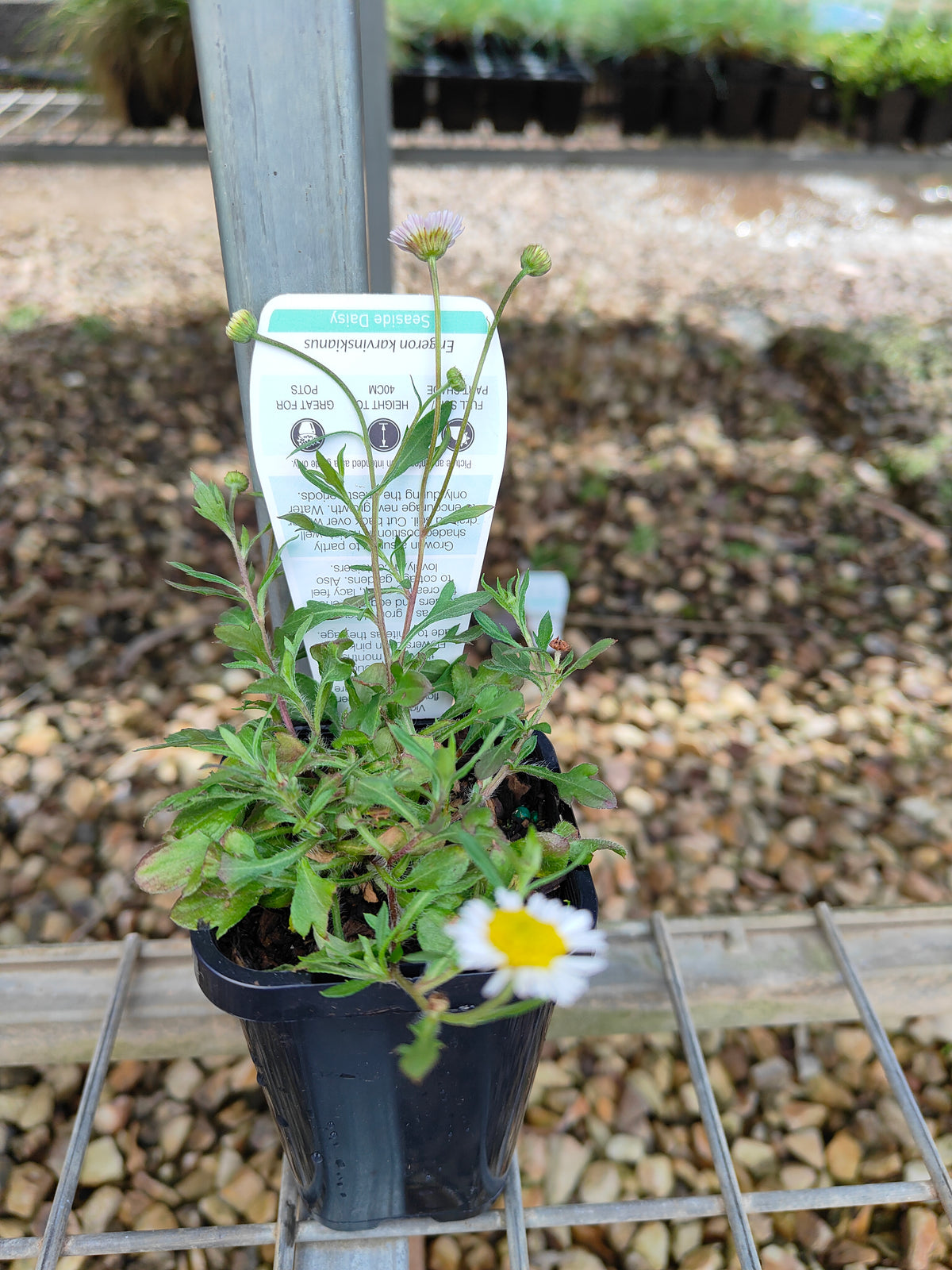 PL0051 Seaside Daisy, Erigeron karvinskianus 海滨小雏菊 加勒比飞蓬, 7-14cm pot