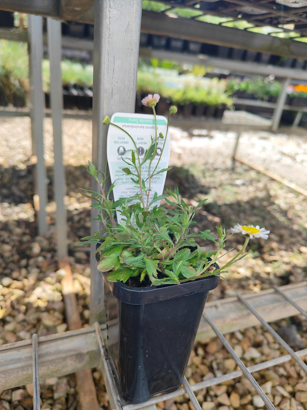 PL0051 Seaside Daisy, Erigeron karvinskianus 海滨小雏菊 加勒比飞蓬, 7-14cm pot