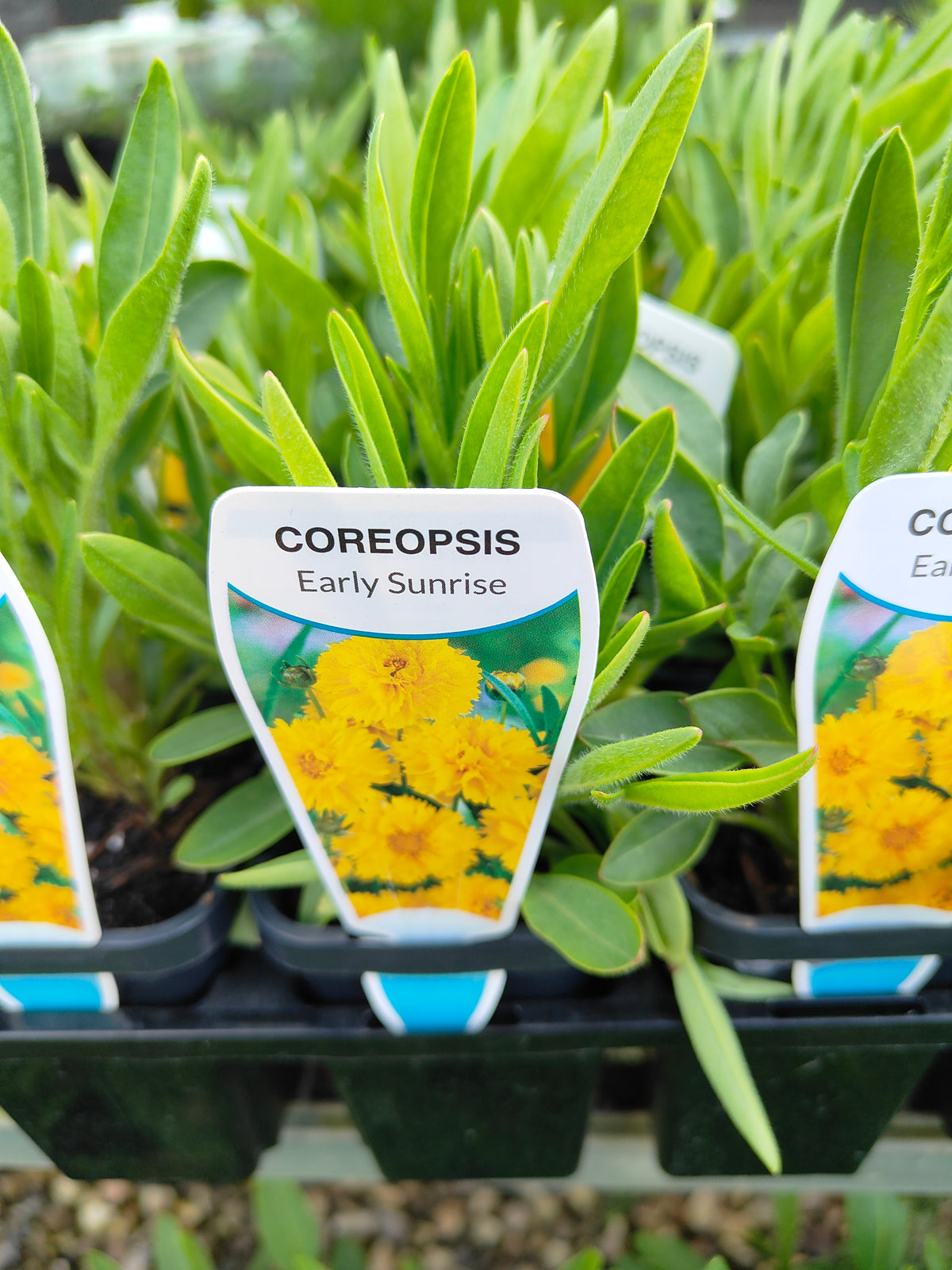 PL0050 Coreopsis, Golden Tickseed, Coreopsis grandiflora Early Sunrise 金鸡菊 早安金鸡菊, 100mm pot