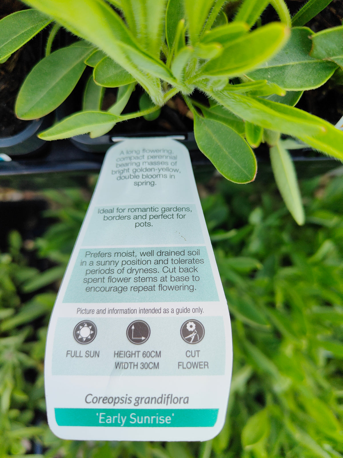 PL0050 Coreopsis, Golden Tickseed, Coreopsis grandiflora Early Sunrise 金鸡菊 早安金鸡菊, 100mm pot