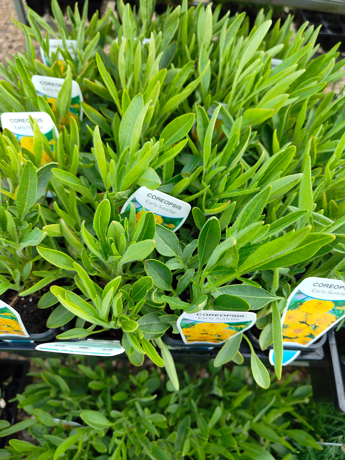 PL0050 Coreopsis, Golden Tickseed, Coreopsis grandiflora Early Sunrise 金鸡菊 早安金鸡菊, 100mm pot