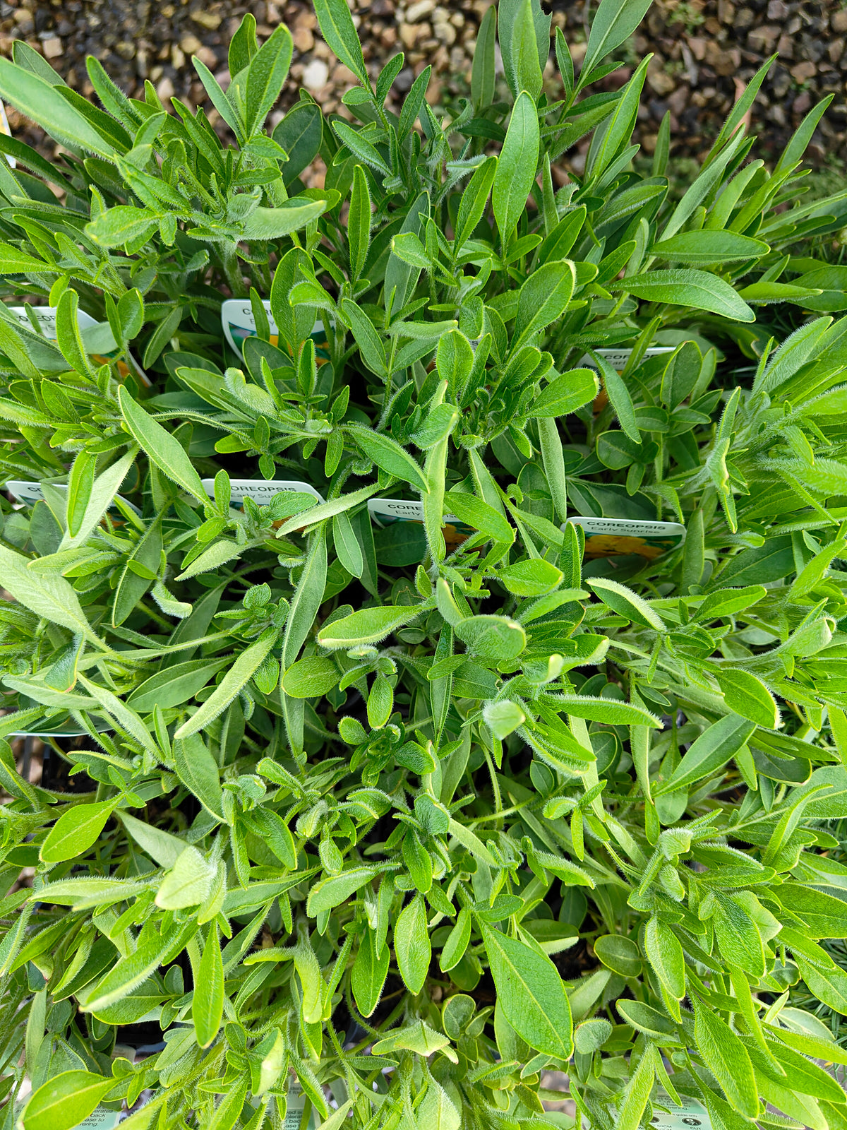 PL0050 Coreopsis, Golden Tickseed, Coreopsis grandiflora Early Sunrise 金鸡菊 早安金鸡菊, 100mm pot