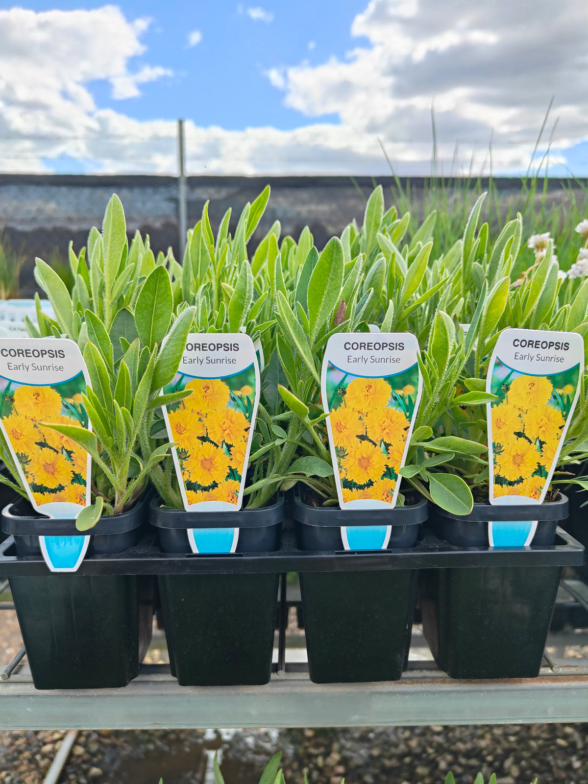 PL0050 Coreopsis, Golden Tickseed, Coreopsis grandiflora Early Sunrise 金鸡菊 早安金鸡菊, 100mm pot