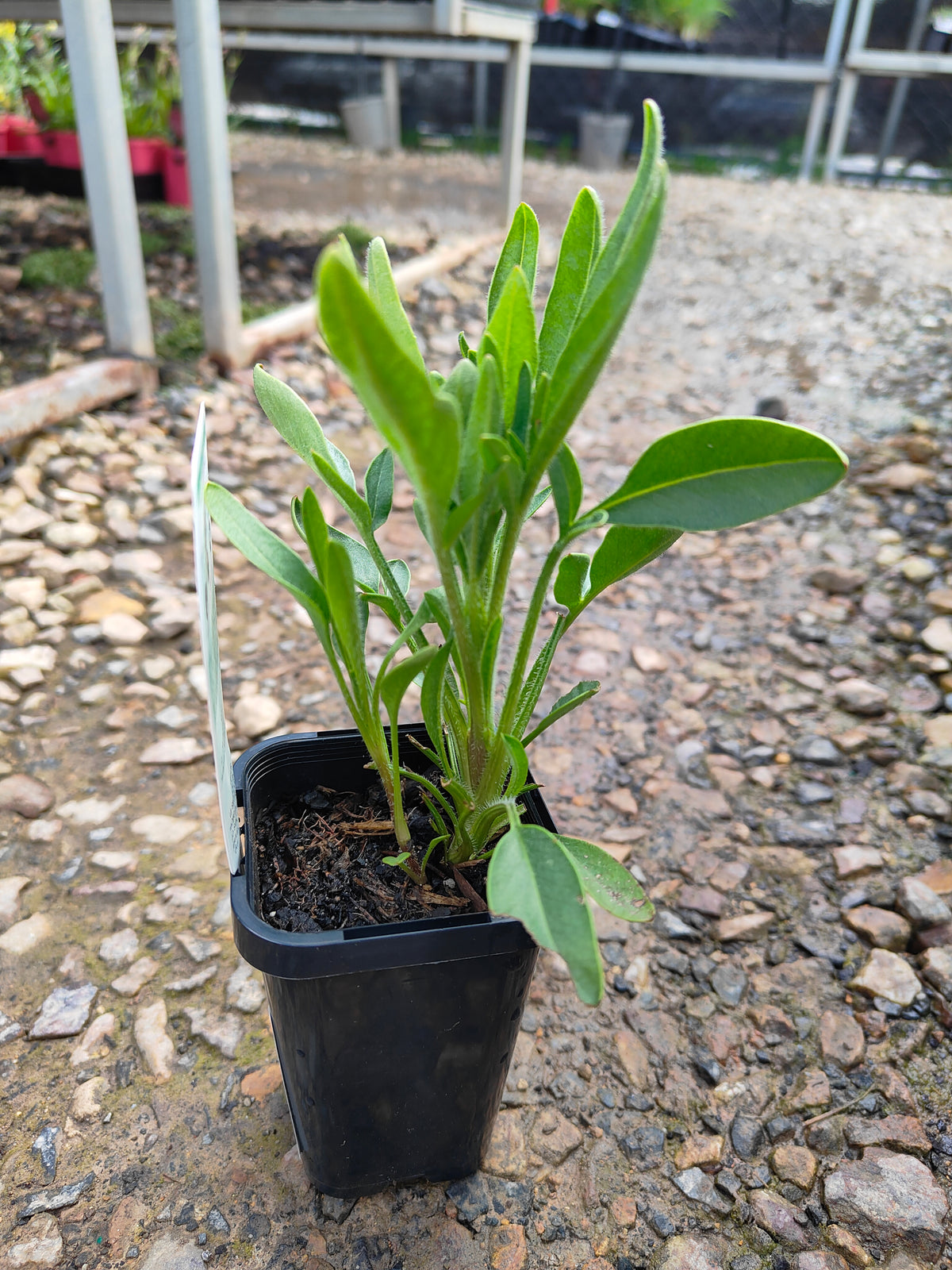 PL0050 Coreopsis, Golden Tickseed, Coreopsis grandiflora Early Sunrise 金鸡菊 早安金鸡菊, 100mm pot