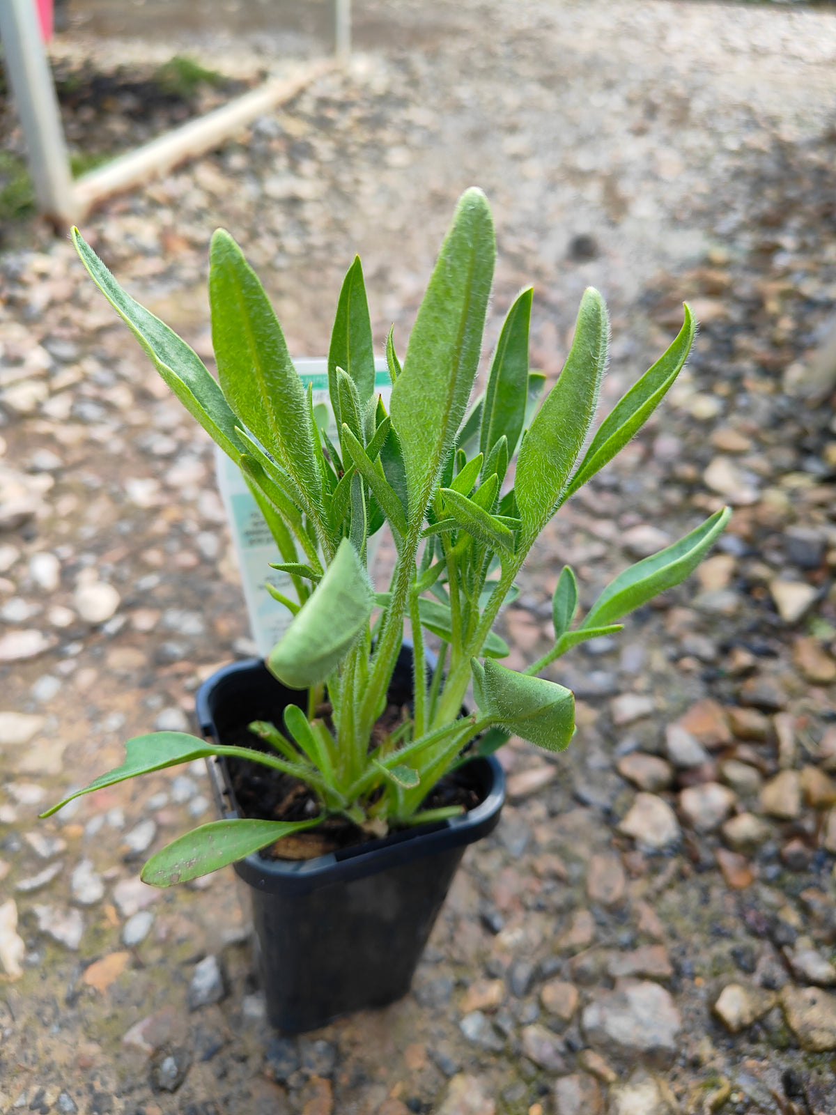 PL0050 Coreopsis, Golden Tickseed, Coreopsis grandiflora Early Sunrise 金鸡菊 早安金鸡菊, 100mm pot