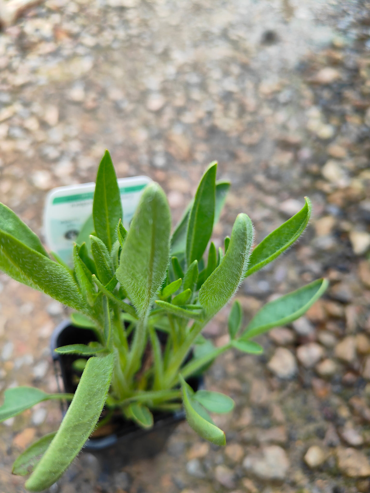 PL0050 Coreopsis, Golden Tickseed, Coreopsis grandiflora Early Sunrise 金鸡菊 早安金鸡菊, 100mm pot