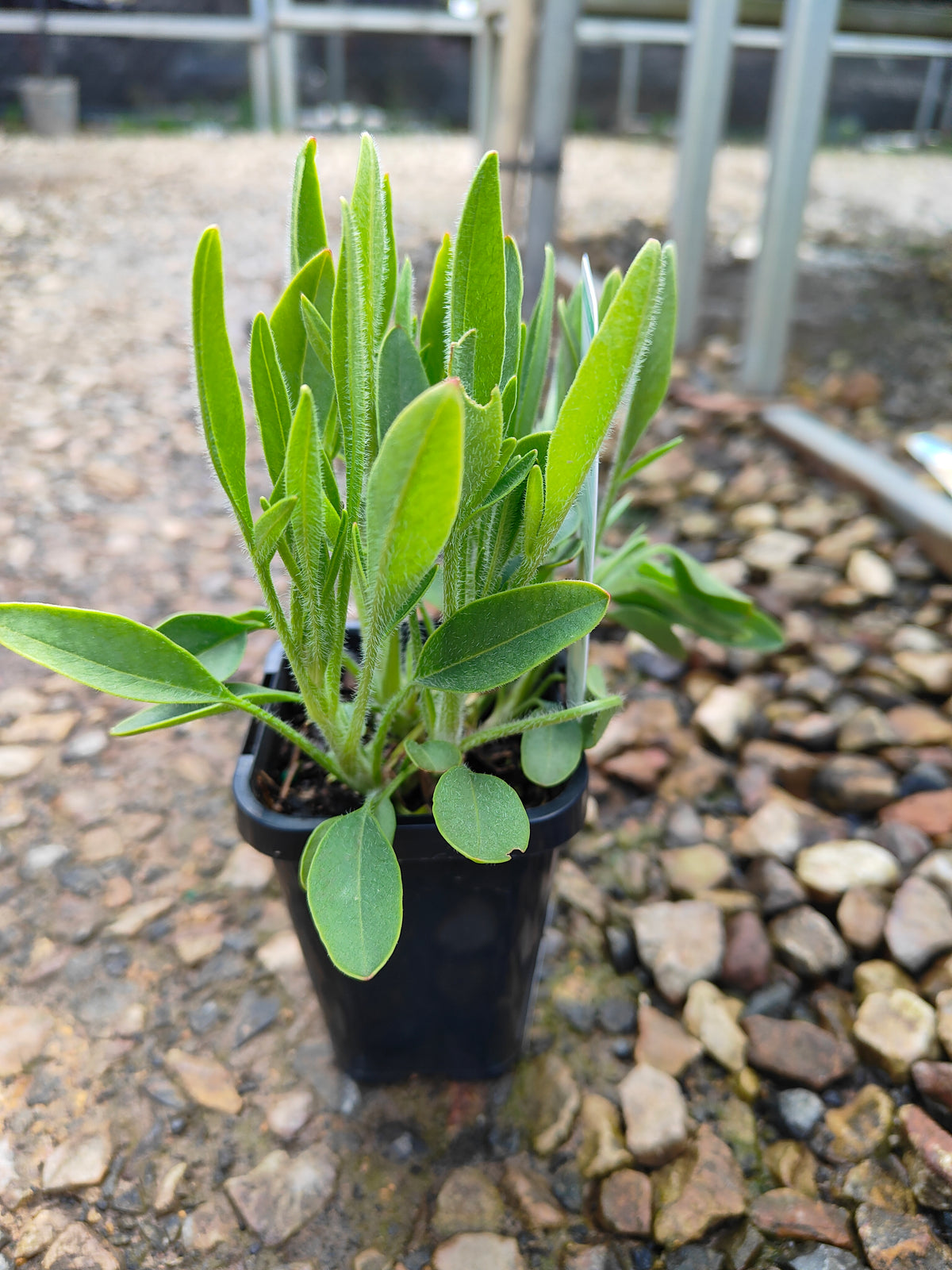 PL0050 Coreopsis, Golden Tickseed, Coreopsis grandiflora Early Sunrise 金鸡菊 早安金鸡菊, 100mm pot