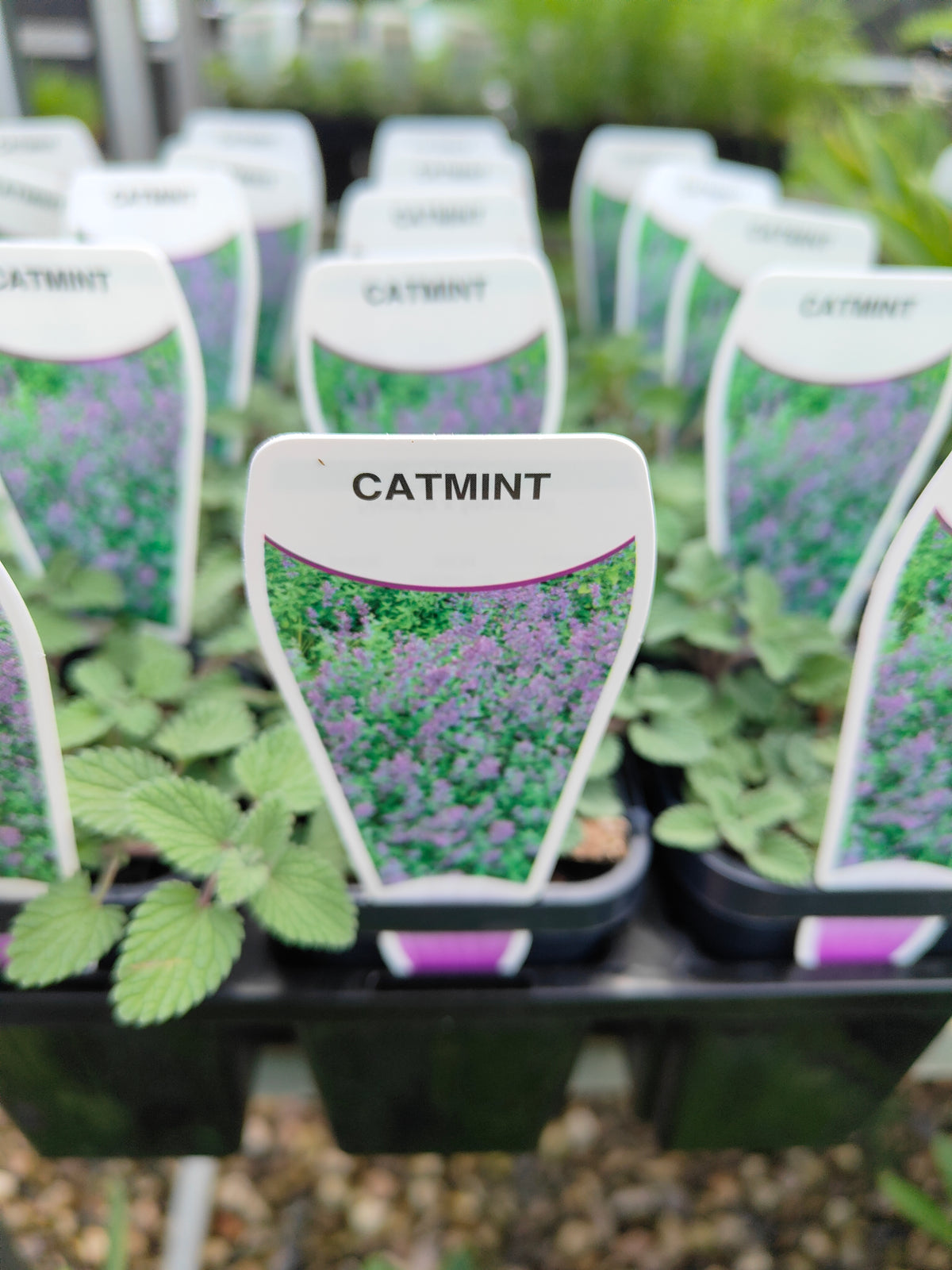 PL0048 Catmint, Faassens Catnip, Herb, Nepeta Faassenii Walkers Blue 沃克蓝假荆芥 猫薄荷, 14 cm pot