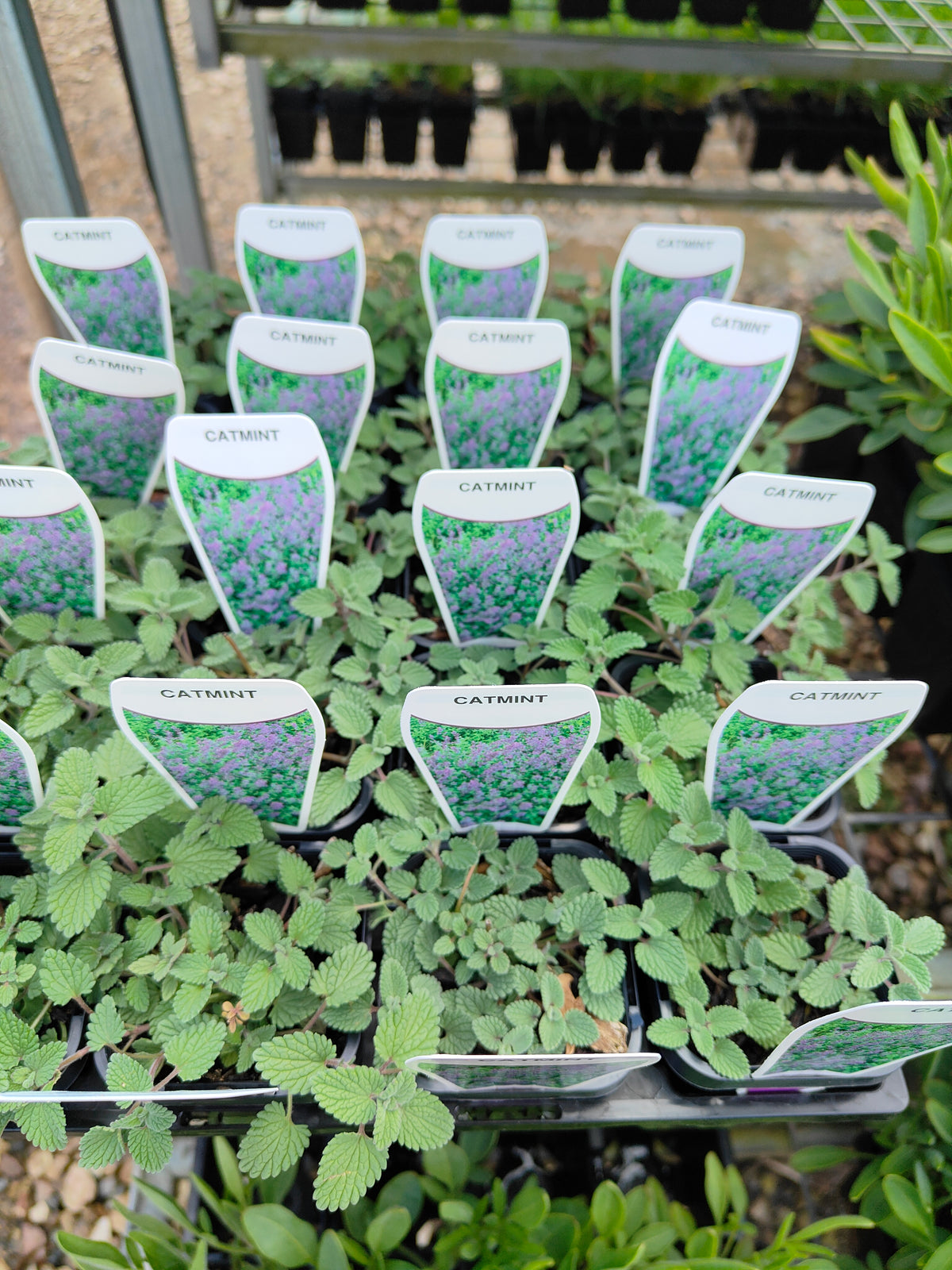 PL0048 Catmint, Faassens Catnip, Herb, Nepeta Faassenii Walkers Blue 沃克蓝假荆芥 猫薄荷, 14 cm pot