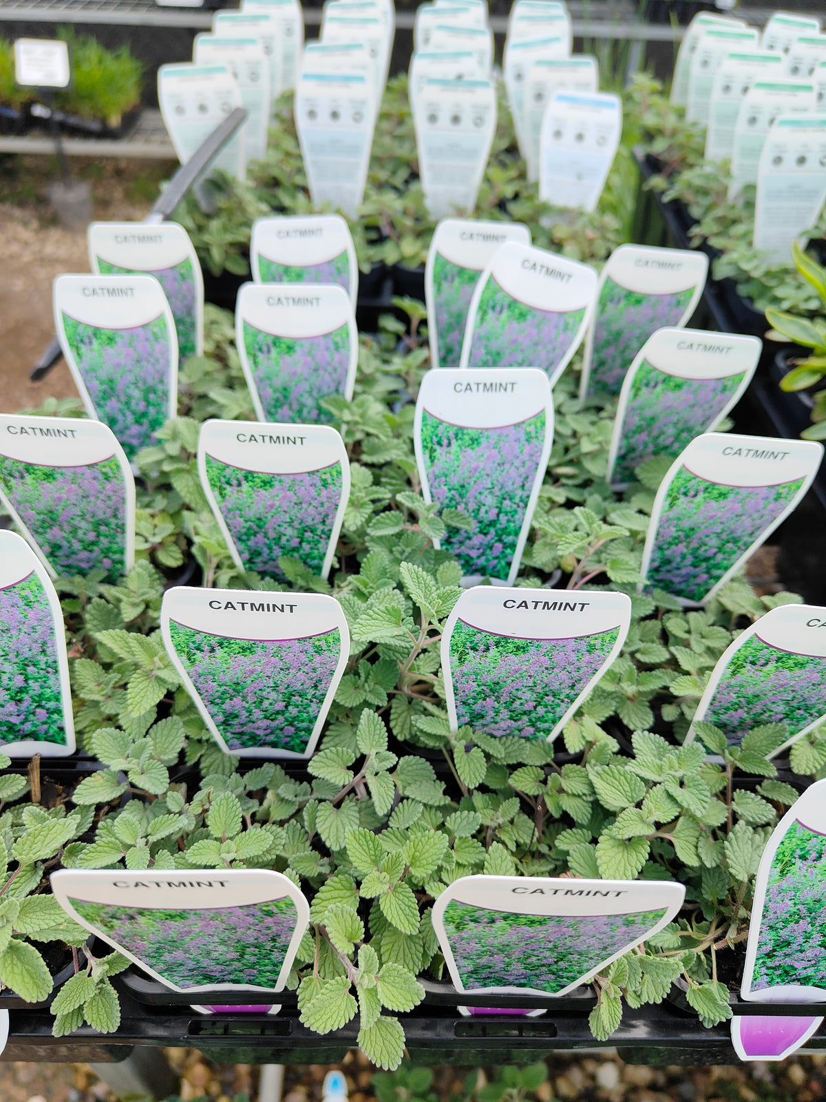 PL0048 Catmint, Faassens Catnip, Herb, Nepeta Faassenii Walkers Blue 沃克蓝假荆芥 猫薄荷, 14 cm pot