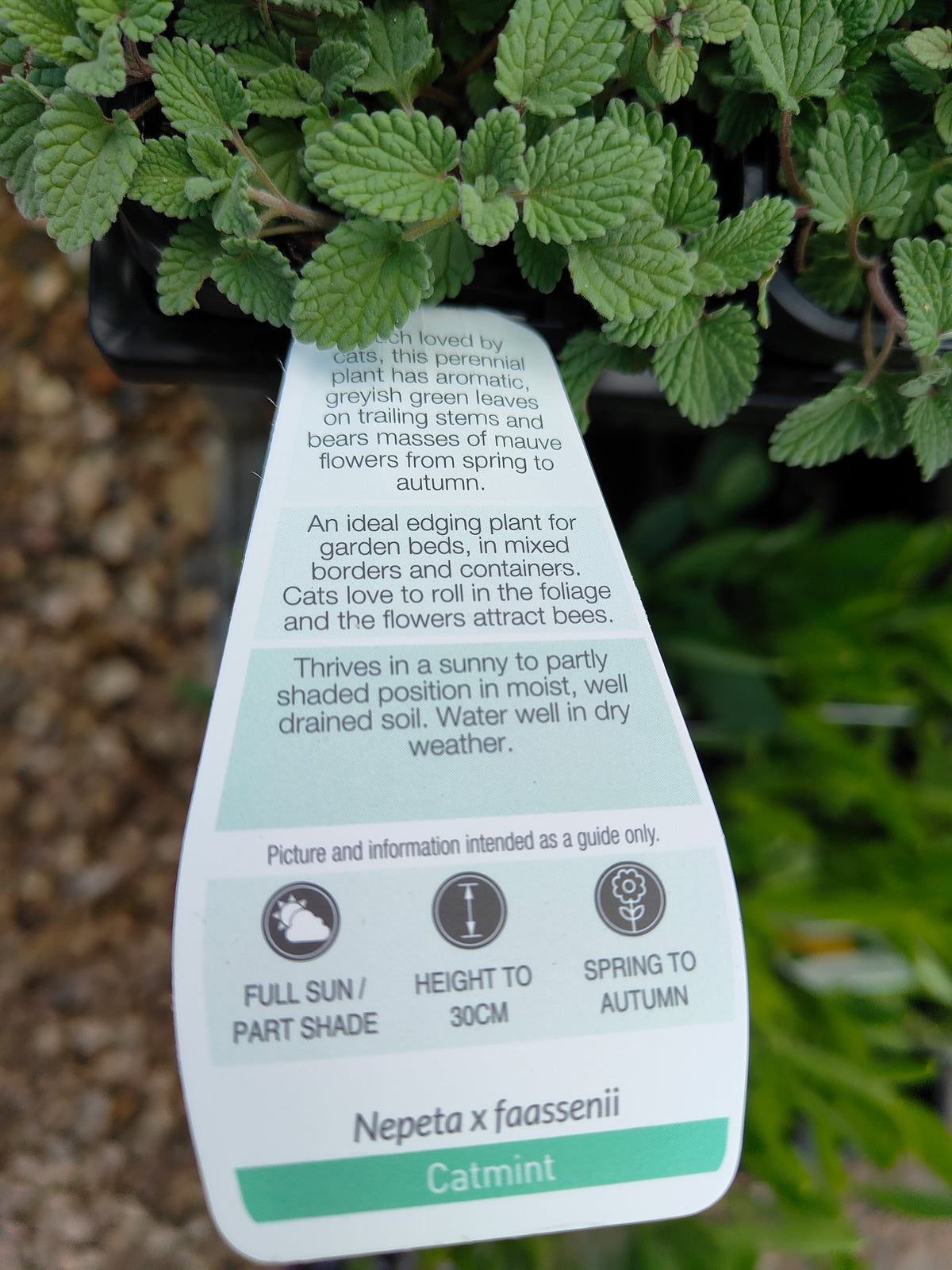 PL0048 Catmint, Faassens Catnip, Herb, Nepeta Faassenii Walkers Blue 沃克蓝假荆芥 猫薄荷, 14 cm pot