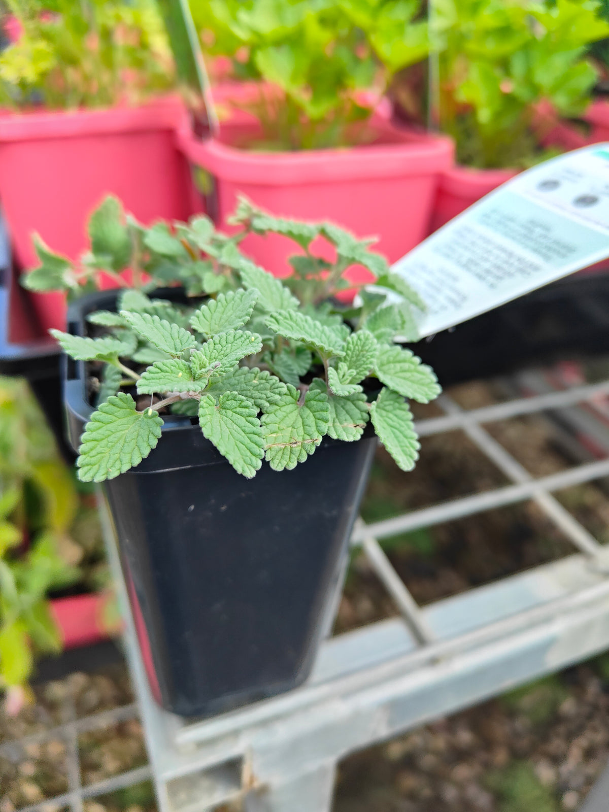 PL0048 Catmint, Faassens Catnip, Herb, Nepeta Faassenii Walkers Blue 沃克蓝假荆芥 猫薄荷, 14 cm pot