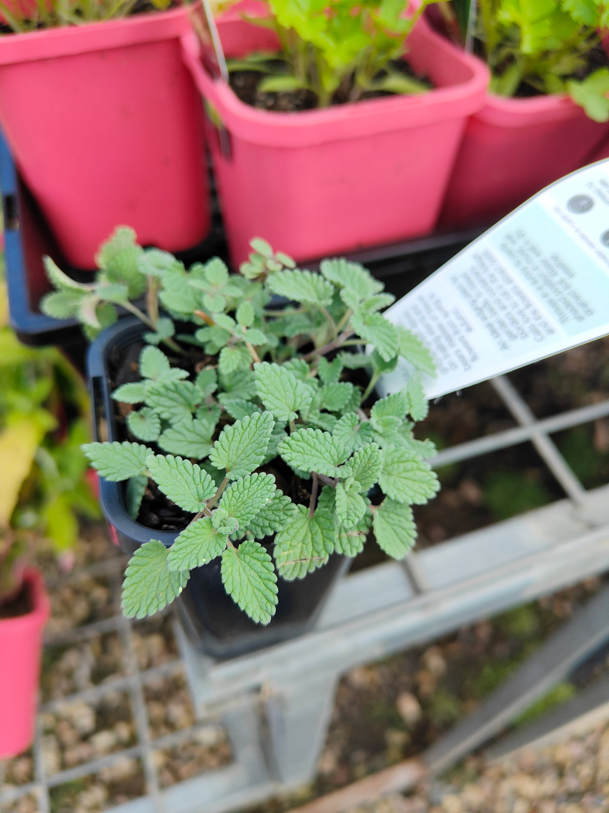 PL0048 Catmint, Faassens Catnip, Herb, Nepeta Faassenii Walkers Blue 沃克蓝假荆芥 猫薄荷, 14 cm pot