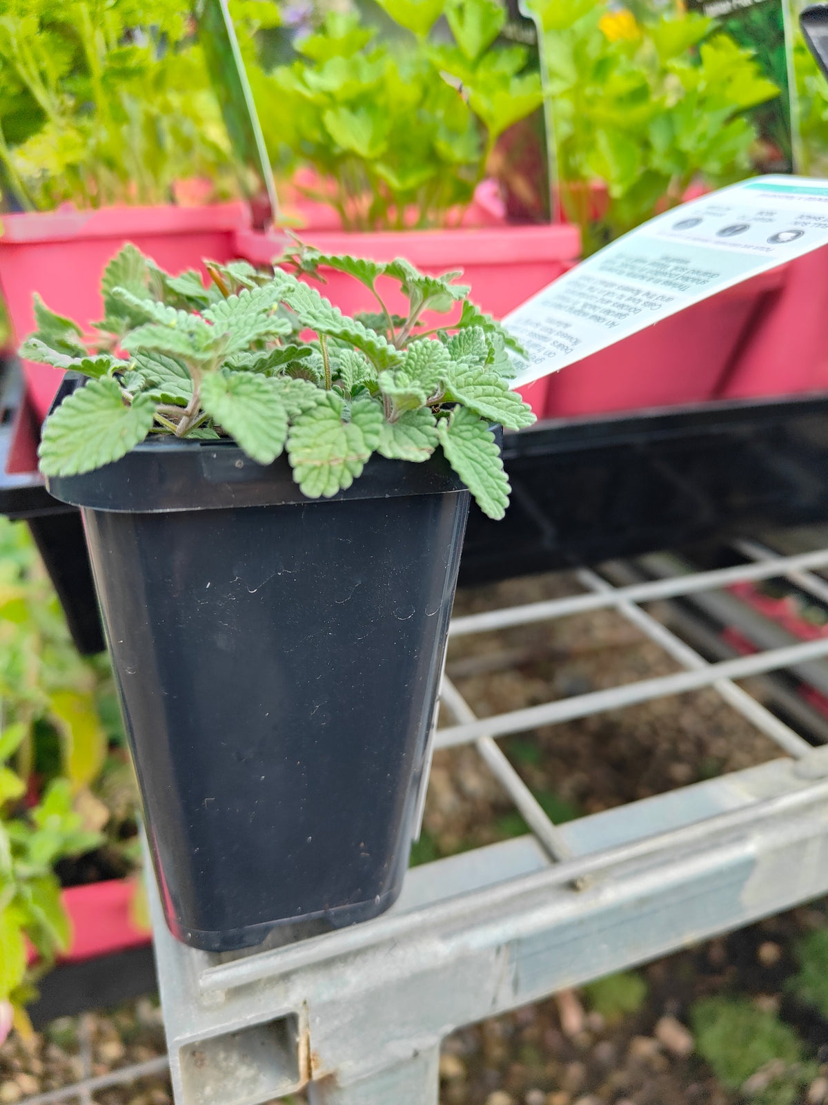 PL0048 Catmint, Faassens Catnip, Herb, Nepeta Faassenii Walkers Blue 沃克蓝假荆芥 猫薄荷, 14 cm pot