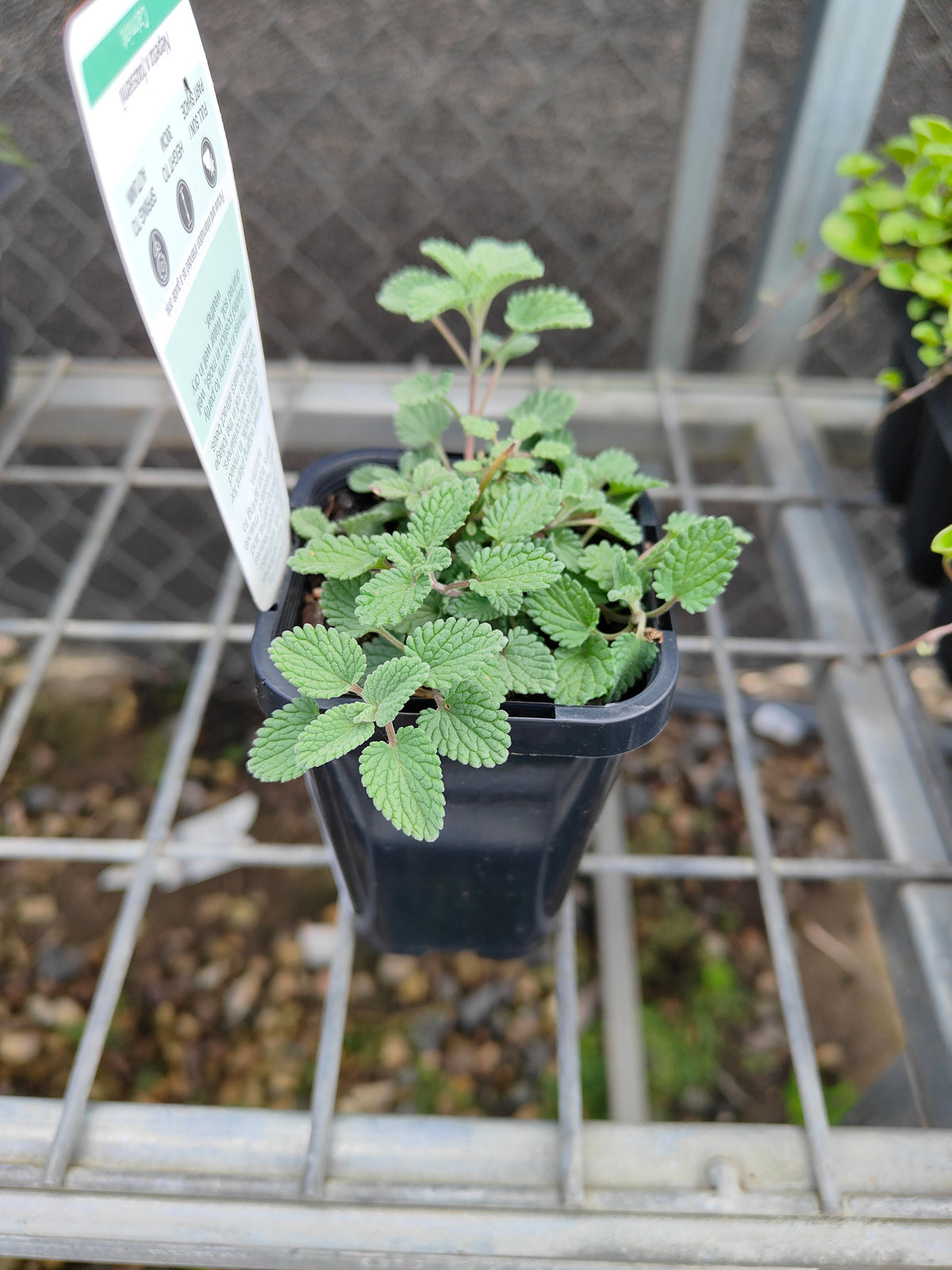 PL0048 Catmint, Faassens Catnip, Herb, Nepeta Faassenii Walkers Blue 沃克蓝假荆芥 猫薄荷, 14 cm pot