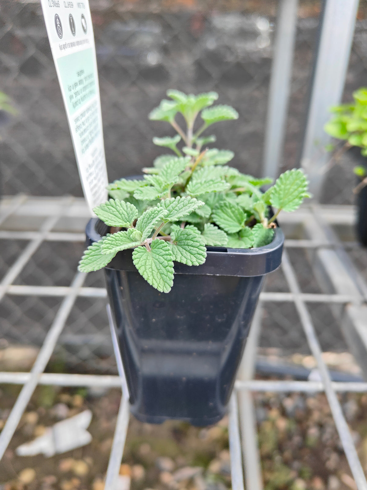 PL0048 Catmint, Faassens Catnip, Herb, Nepeta Faassenii Walkers Blue 沃克蓝假荆芥 猫薄荷, 14 cm pot