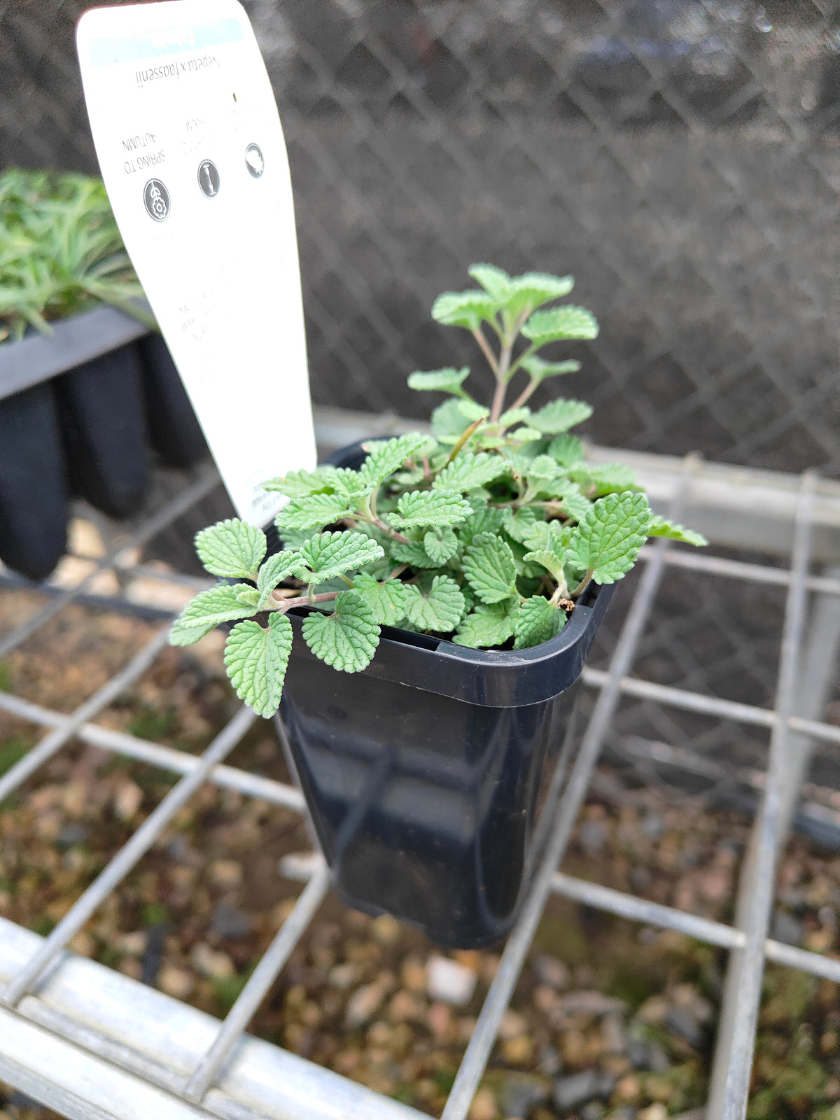 PL0048 Catmint, Faassens Catnip, Herb, Nepeta Faassenii Walkers Blue 沃克蓝假荆芥 猫薄荷, 14 cm pot