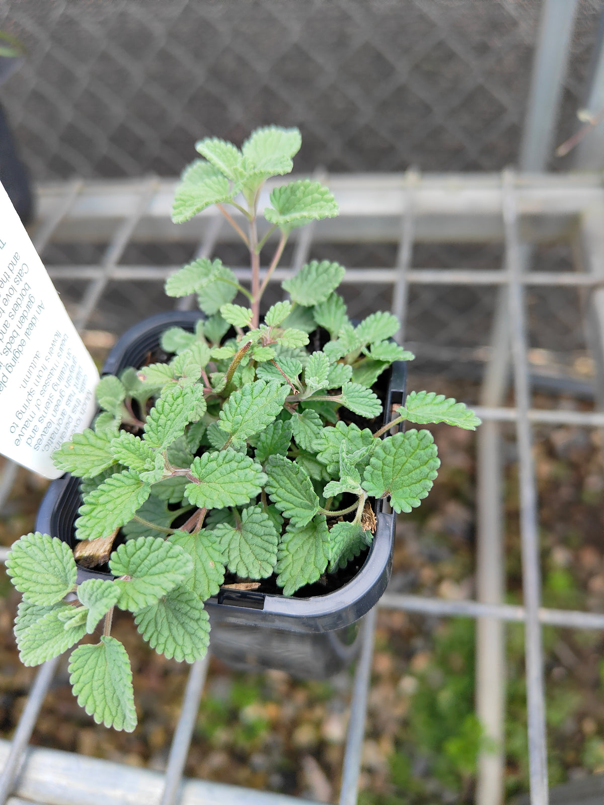 PL0048 Catmint, Faassens Catnip, Herb, Nepeta Faassenii Walkers Blue 沃克蓝假荆芥 猫薄荷, 14 cm pot