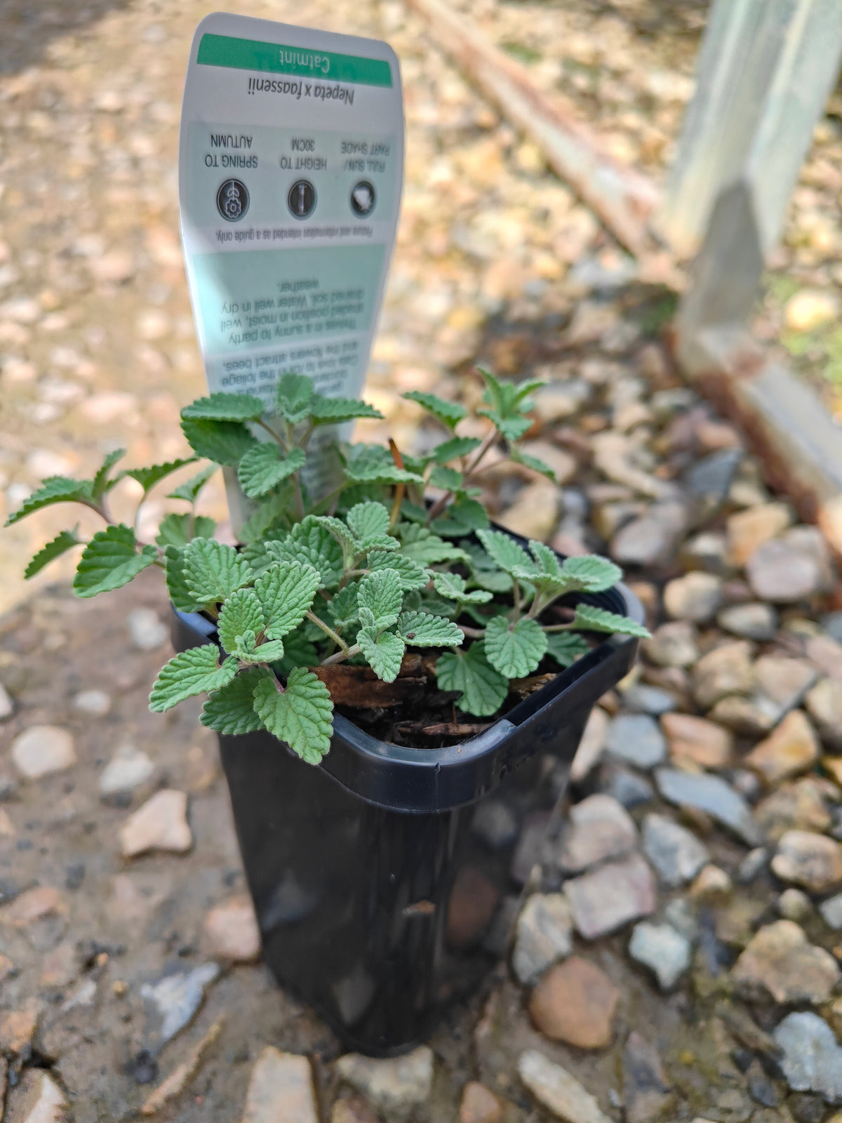 PL0048 Catmint, Faassens Catnip, Herb, Nepeta Faassenii Walkers Blue 沃克蓝假荆芥 猫薄荷, 14 cm pot
