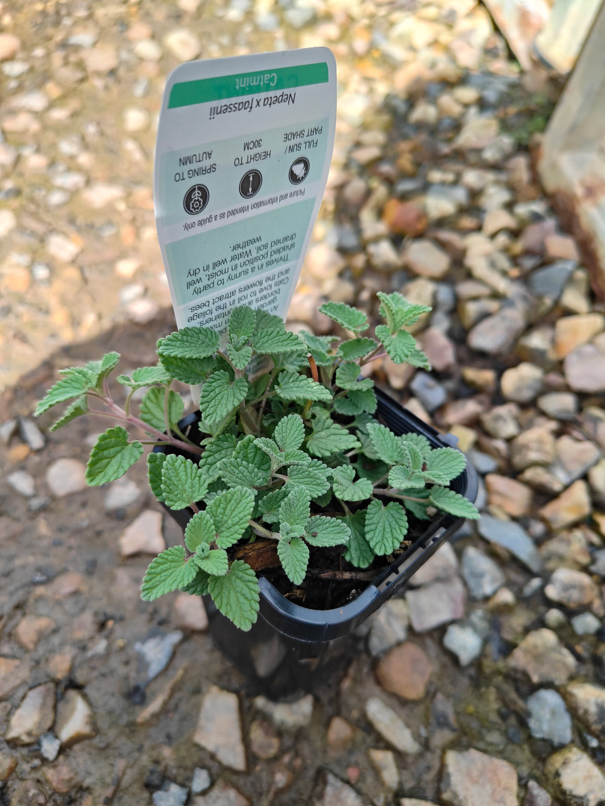 PL0048 Catmint, Faassens Catnip, Herb, Nepeta Faassenii Walkers Blue 沃克蓝假荆芥 猫薄荷, 14 cm pot