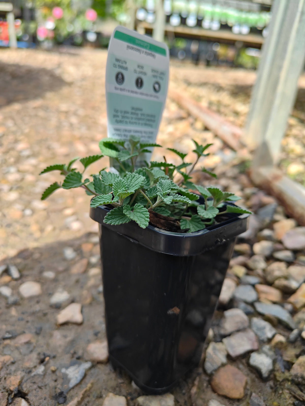 PL0048 Catmint, Faassens Catnip, Herb, Nepeta Faassenii Walkers Blue 沃克蓝假荆芥 猫薄荷, 14 cm pot