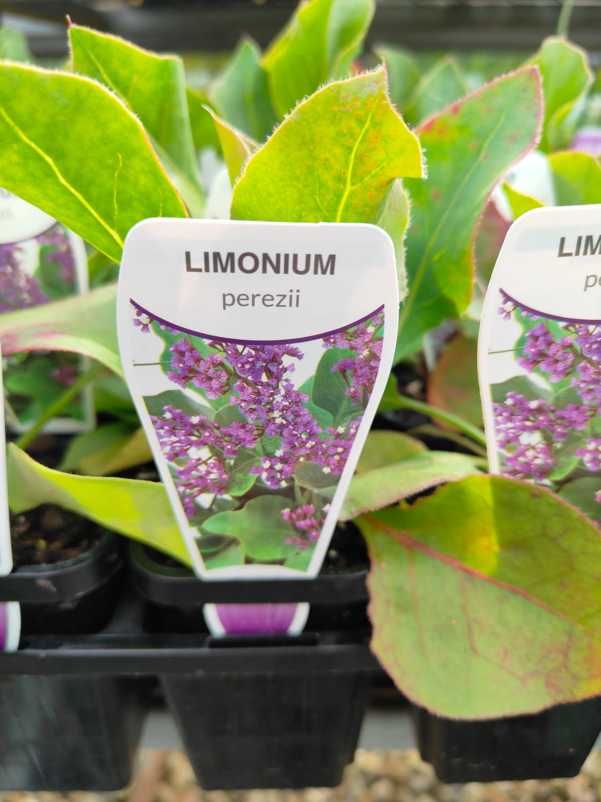 PL0047 Statice, Sea Lavender, Limonium perezii, 补血草、海滨薰衣草、海石竹, 佩雷斯补血草, Pot Size 14cm