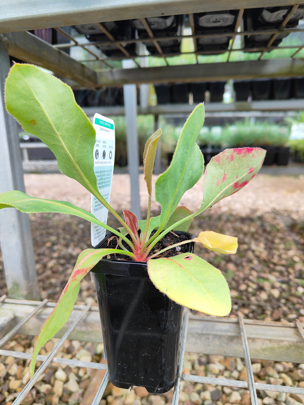 PL0047 Statice, Sea Lavender, Limonium perezii, 补血草、海滨薰衣草、海石竹, 佩雷斯补血草, Pot Size 14cm