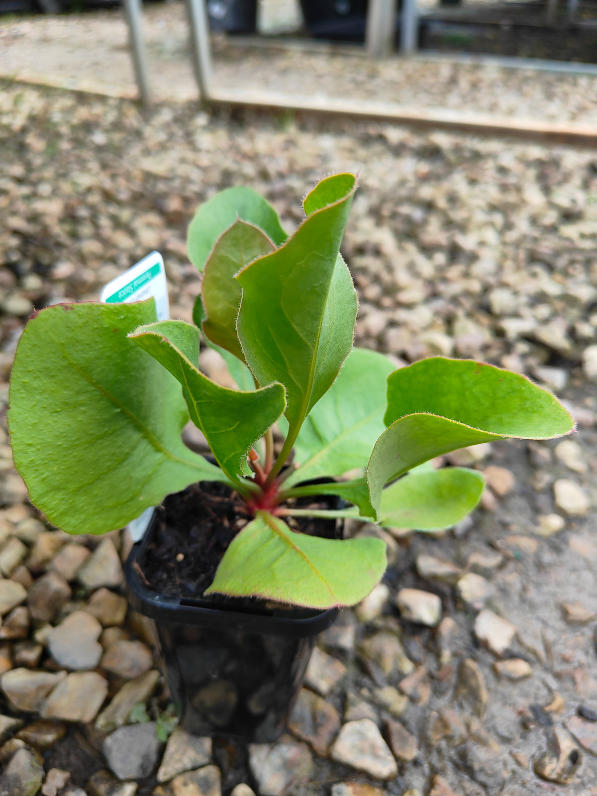 PL0047 Statice, Sea Lavender, Limonium perezii, 补血草、海滨薰衣草、海石竹, 佩雷斯补血草, Pot Size 14cm