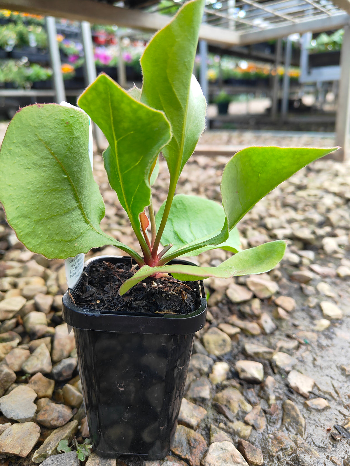 PL0047 Statice, Sea Lavender, Limonium perezii, 补血草、海滨薰衣草、海石竹, 佩雷斯补血草, Pot Size 14cm