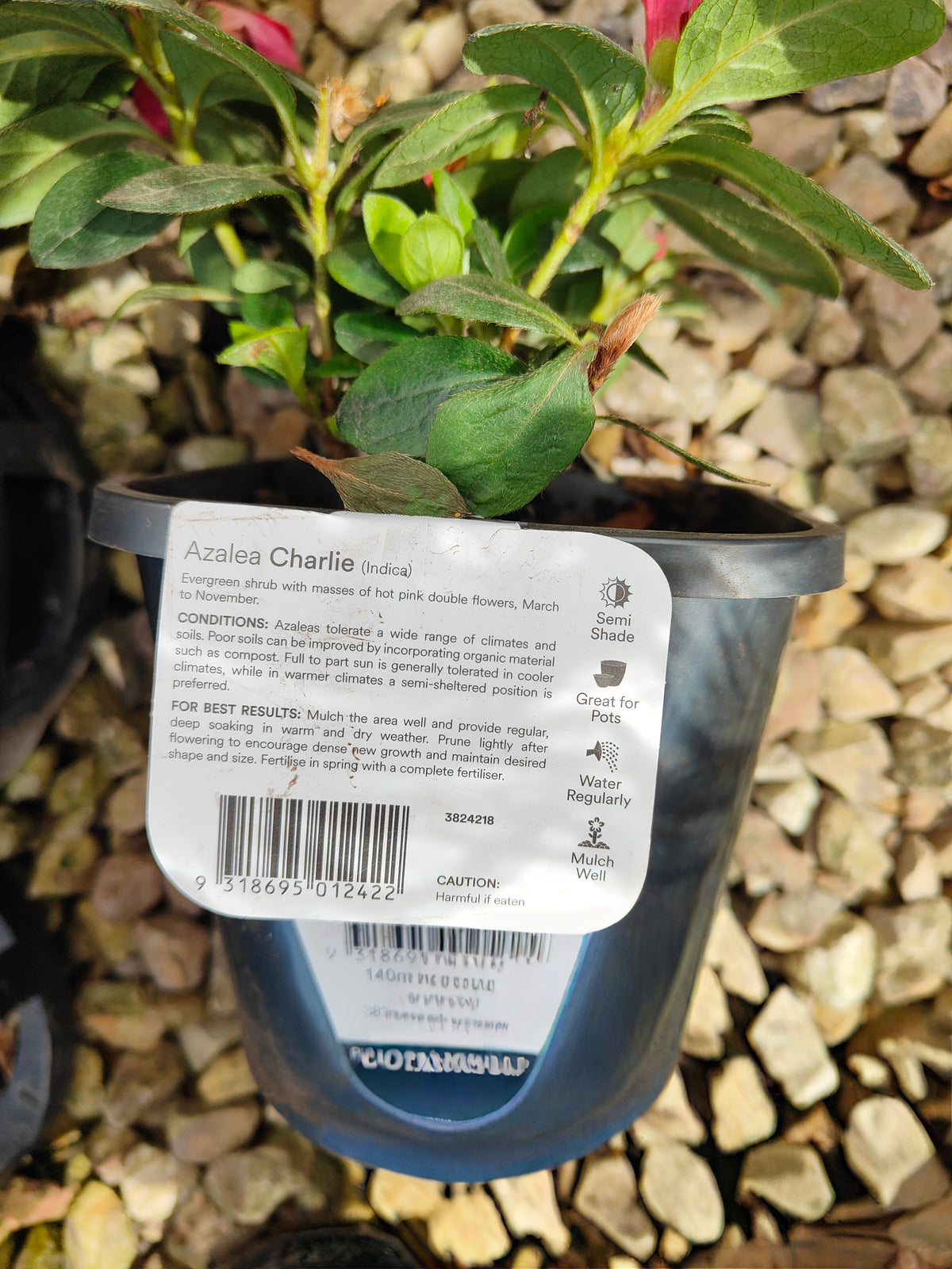 PL005 Azalea, Azalea Assorted, 杜鹃花, 14cm pot