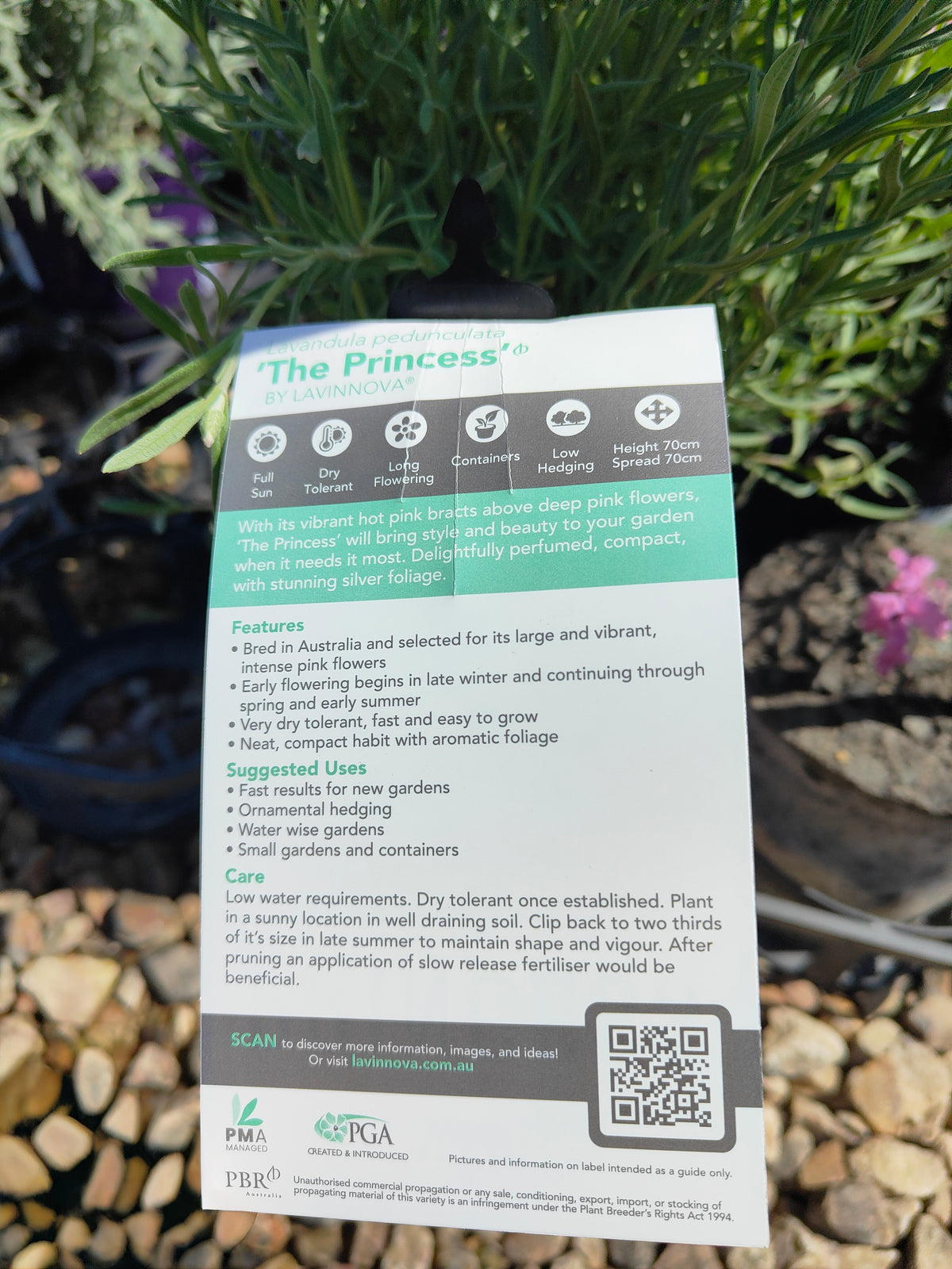 PL0035 French Lavender, Lavinnova, Lavandula pedunculata The Princess PBR 法国薰衣草、薰衣草 Pot Size:  14 cm