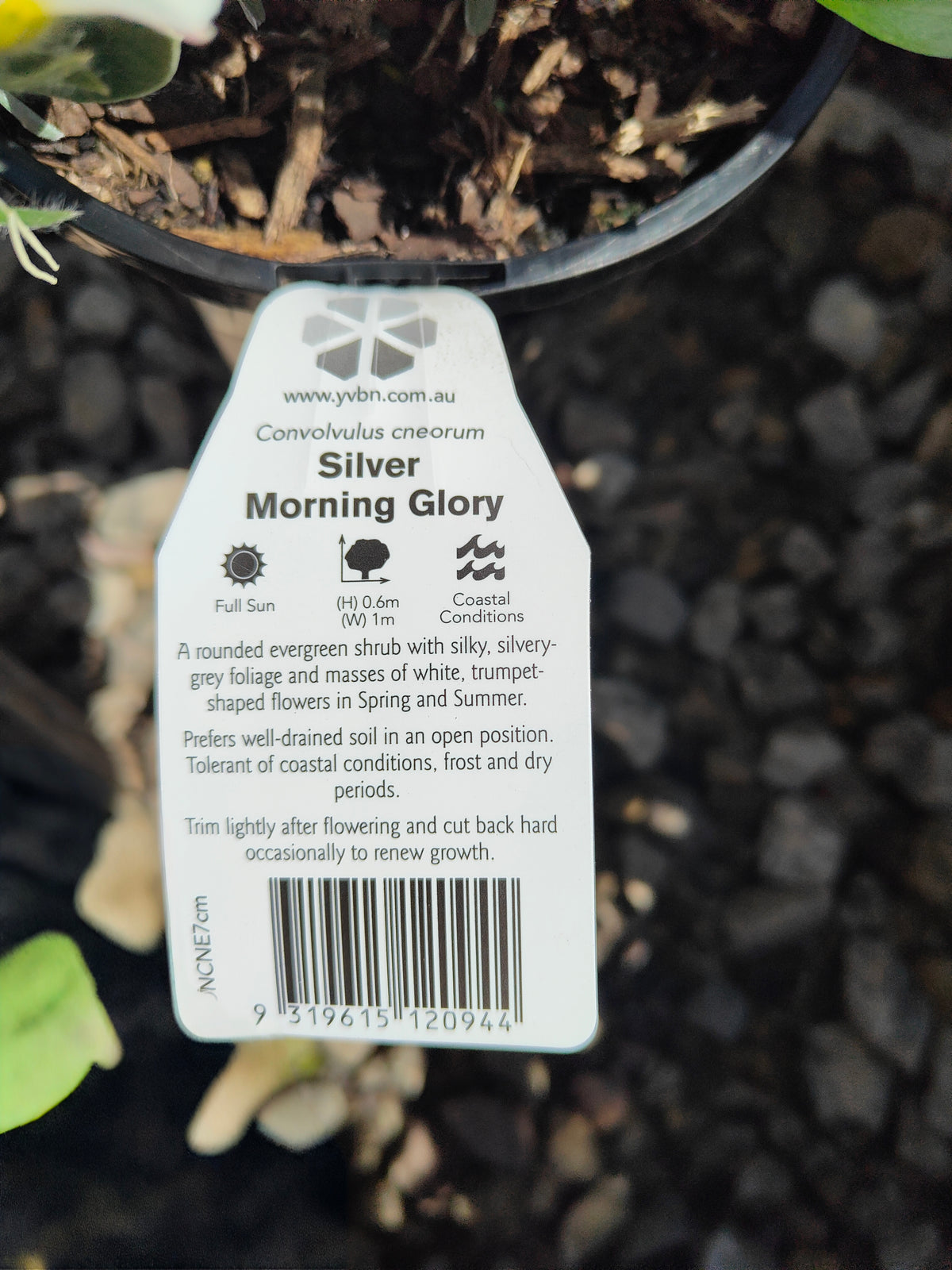 PL0015 Silver Bush, Silverbush, Shrubby Bindweed, Silvery Bindweed, Convolvulus cneorum 银灌木、银叶旋花、灌木旋花、银色旋花 Pot Sizes: 14 cm, 20 cm