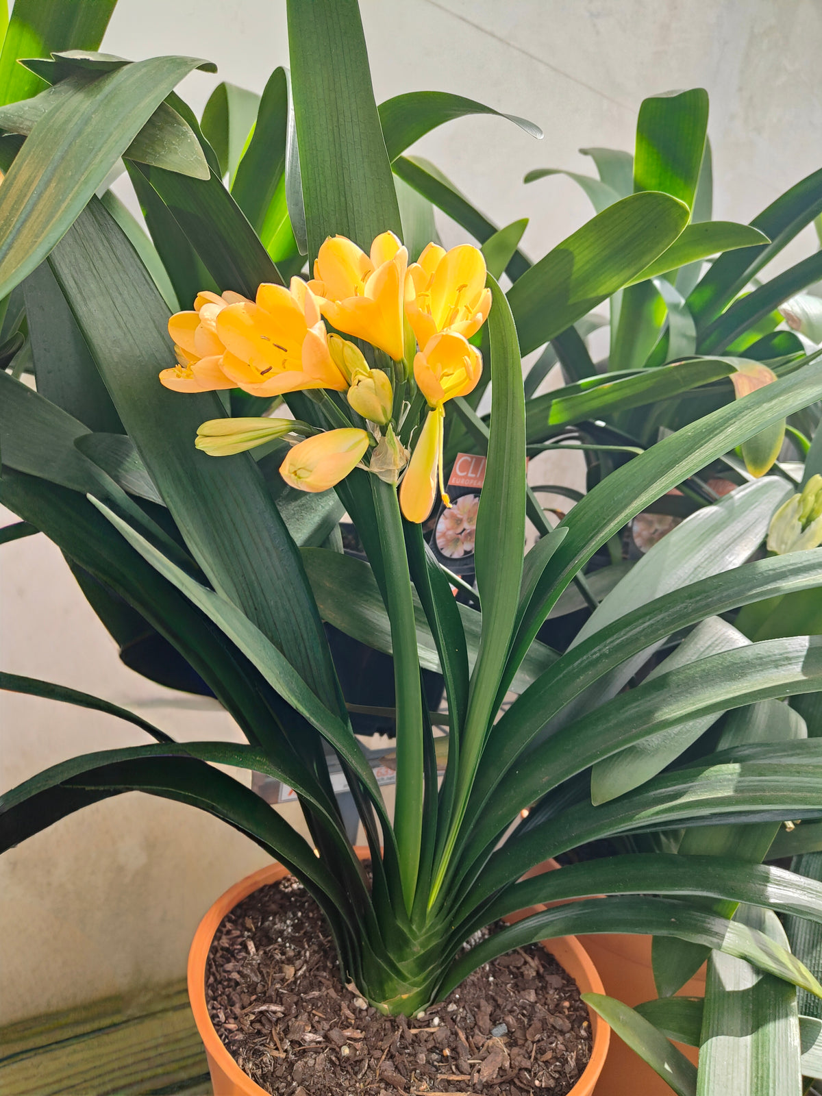 PL0013 Clivia European Peach, 欧洲蜜桃色君子兰, 17 cm & 25cm  pot