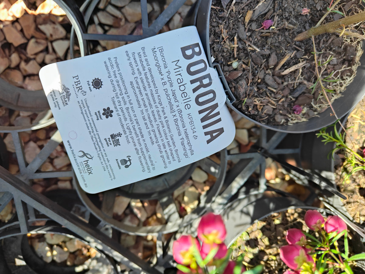 PL007 Boronia heterophylla, Boronia plant, 异叶波罗尼亚, 波罗尼亚, 14 cm pot
