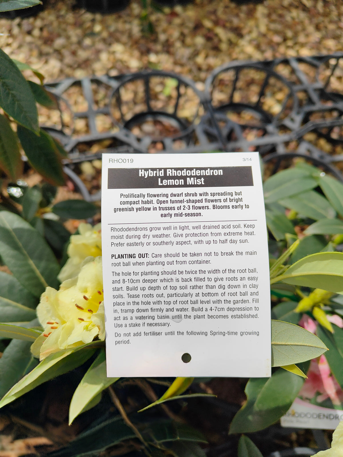 PL0038 Rhododendron, Rhododendron hybrida 杜鹃花 Pot Sizes:  20 cm, 40 cm