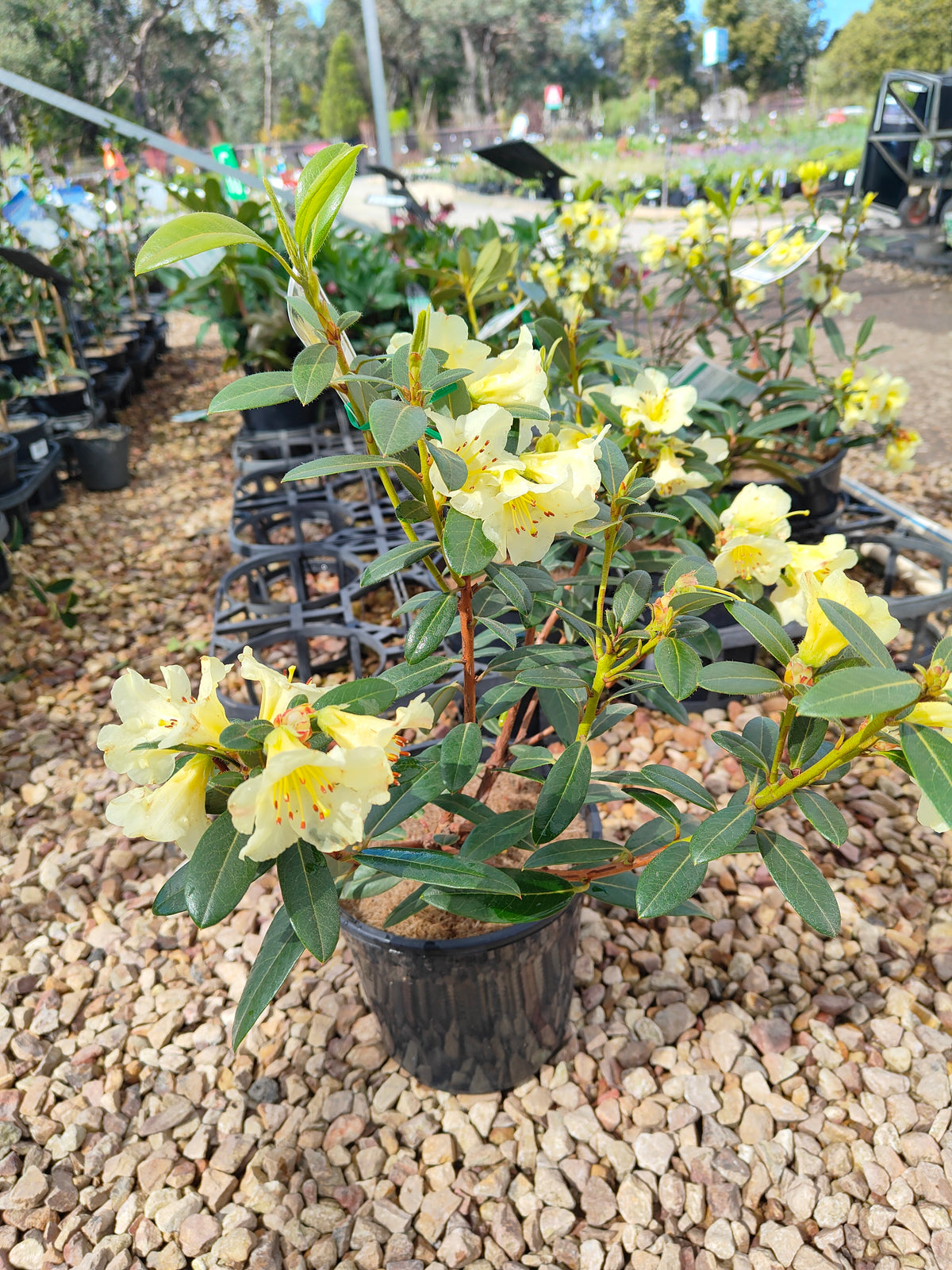 PL0038 Rhododendron, Rhododendron hybrida 杜鹃花 Pot Sizes:  20 cm, 40 cm