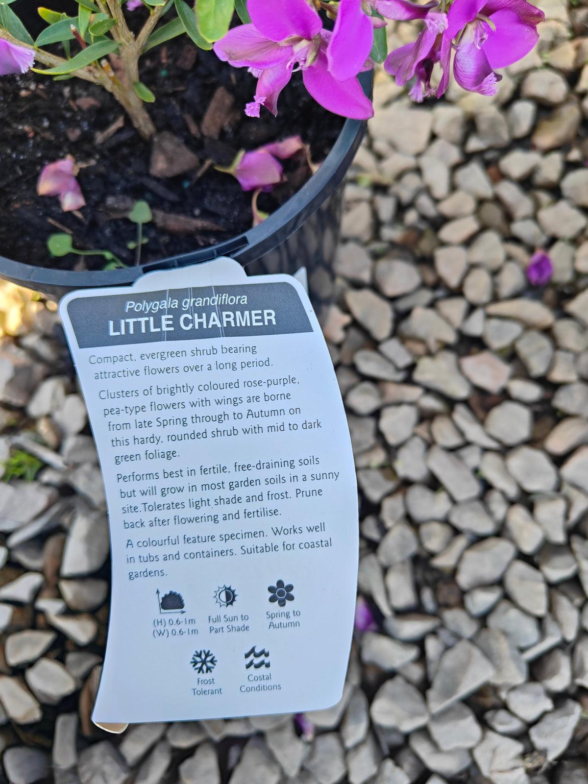PL0029 Little Charmer, Dwarf Polygala, Sweet Pea Shrub, Polygala grandiflora 小迷人”远志、矮生远志、香豌豆灌木、大花远志  Pot Size: 14 cm, 20 cm