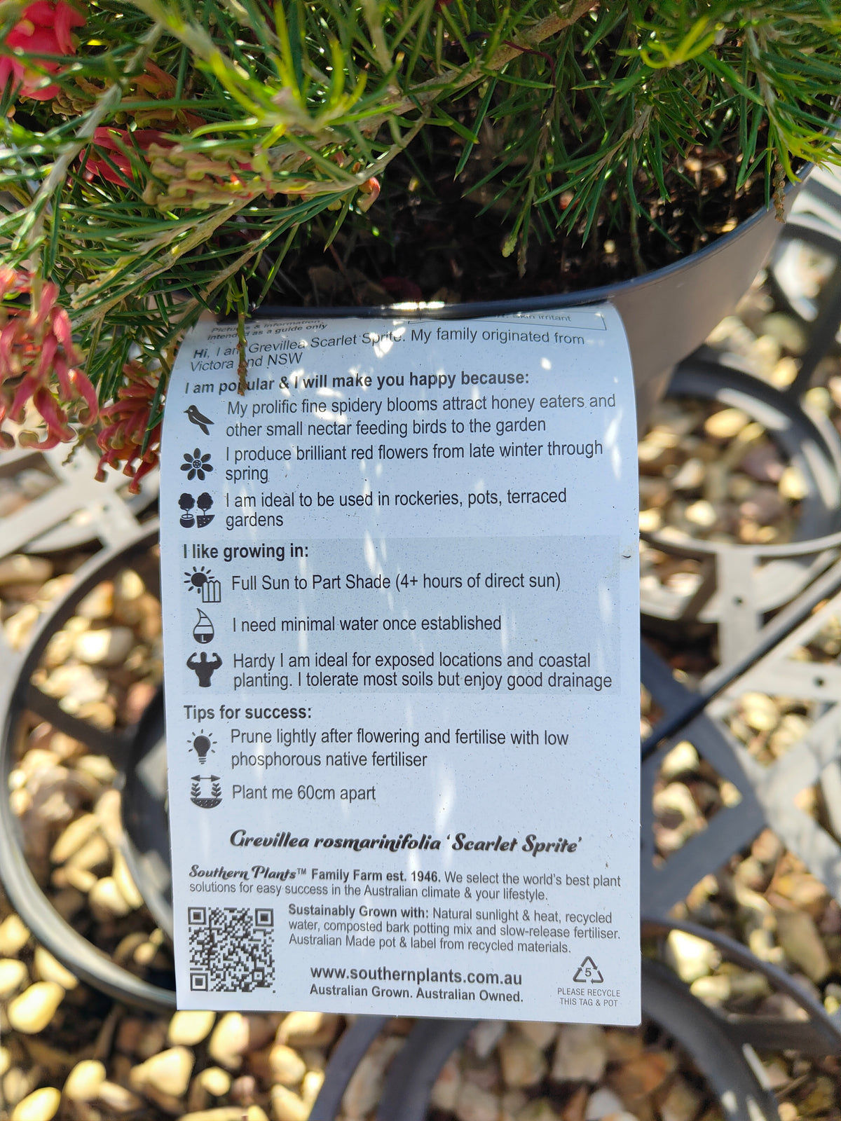PL0024 Scarlet Sprite, Rosemary Grevillea, Grevillea rosmarinifolia 猩红精灵,  迷迭香叶银桦, 迷迭香叶银桦 Pot Size: 20 cm