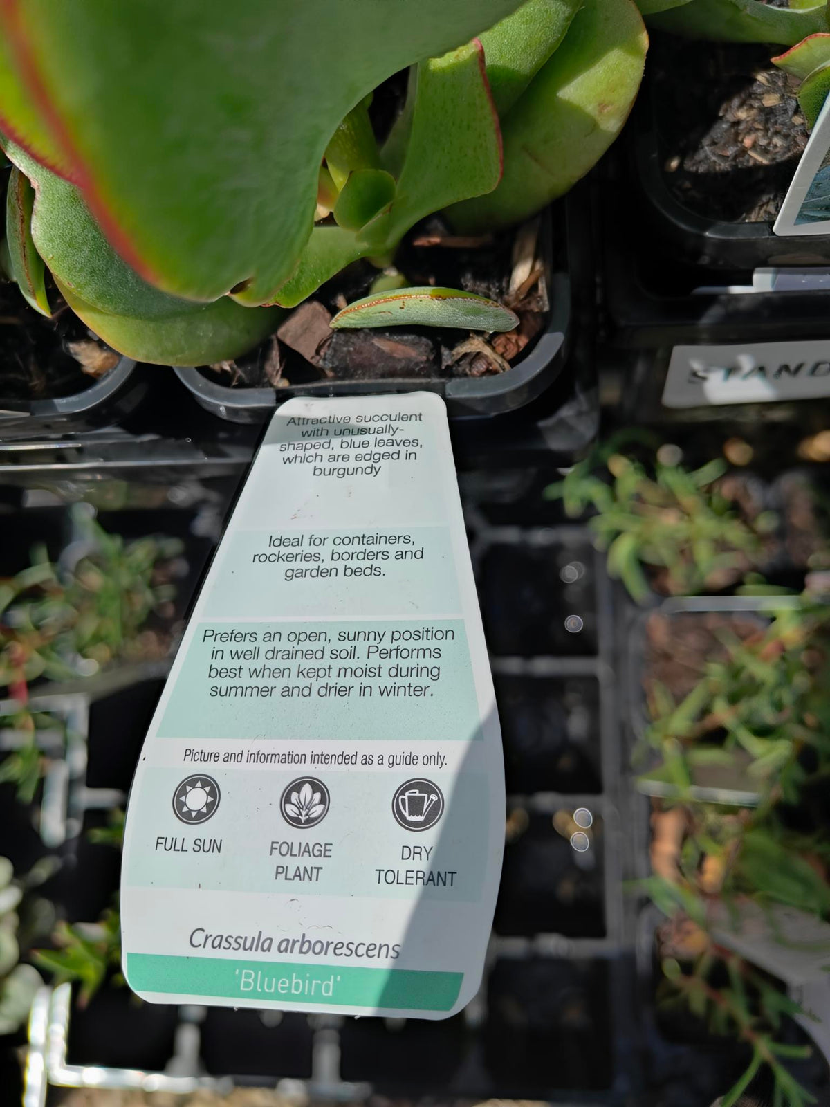 PL0069 Silver Dollar Plant, Succulent, Crassula arborescens, 银元树、银元多肉植物, 25 cm Pot
