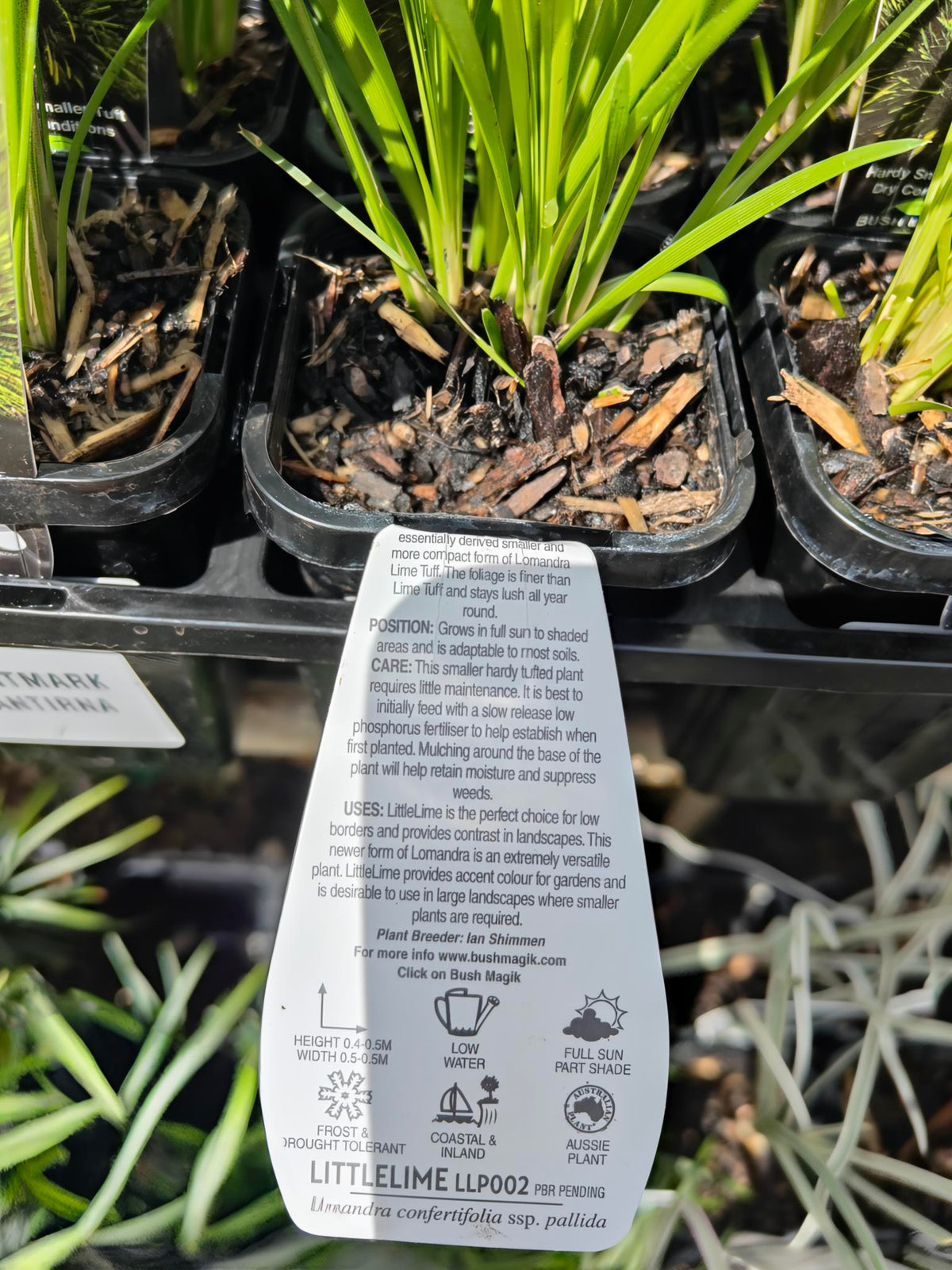 PL0064 Mat Rush, Lomandra confertifolia Echidna Grass, 澳洲草灯心草, 14 cm Pot