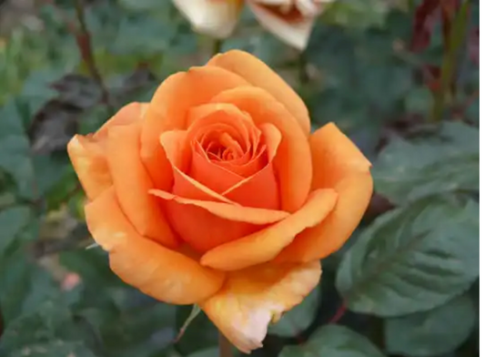 MR001 Bush Roses Ashram (PBR)