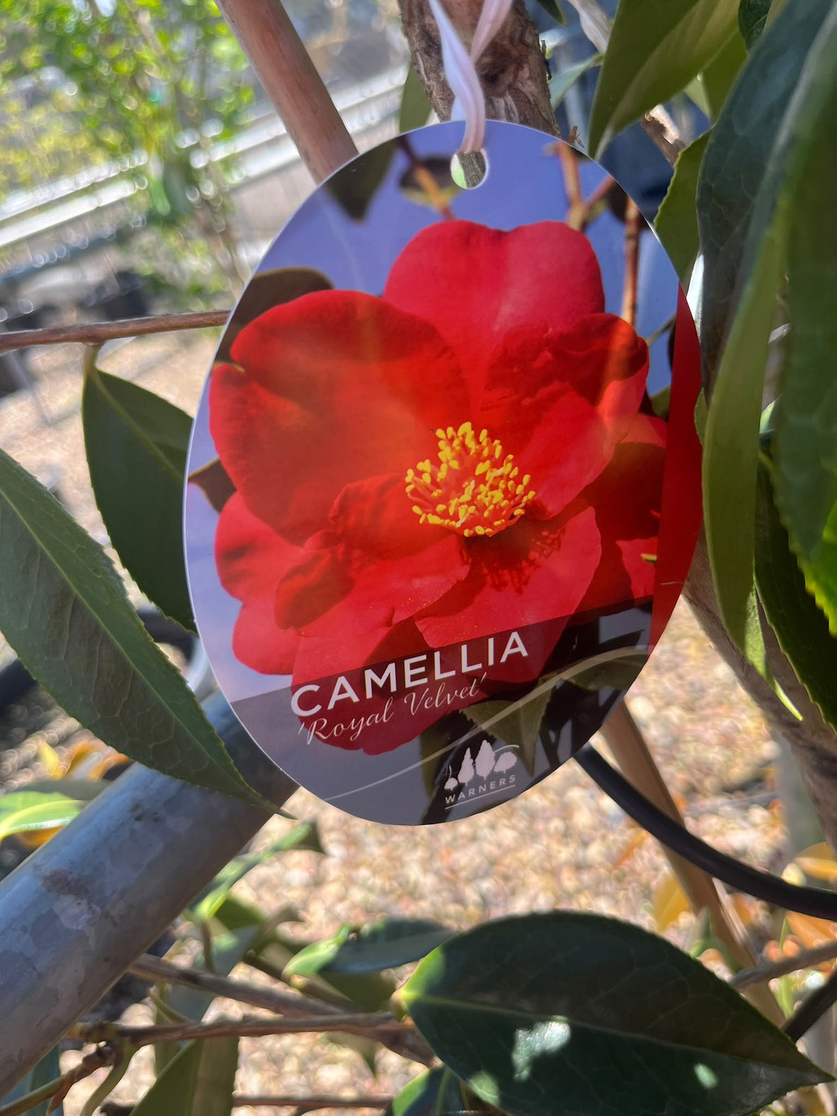 PL0194 Japanese Camellia, Common Camellia, Camellia japonica Royal Velvet, 山茶, 40 cm Pot